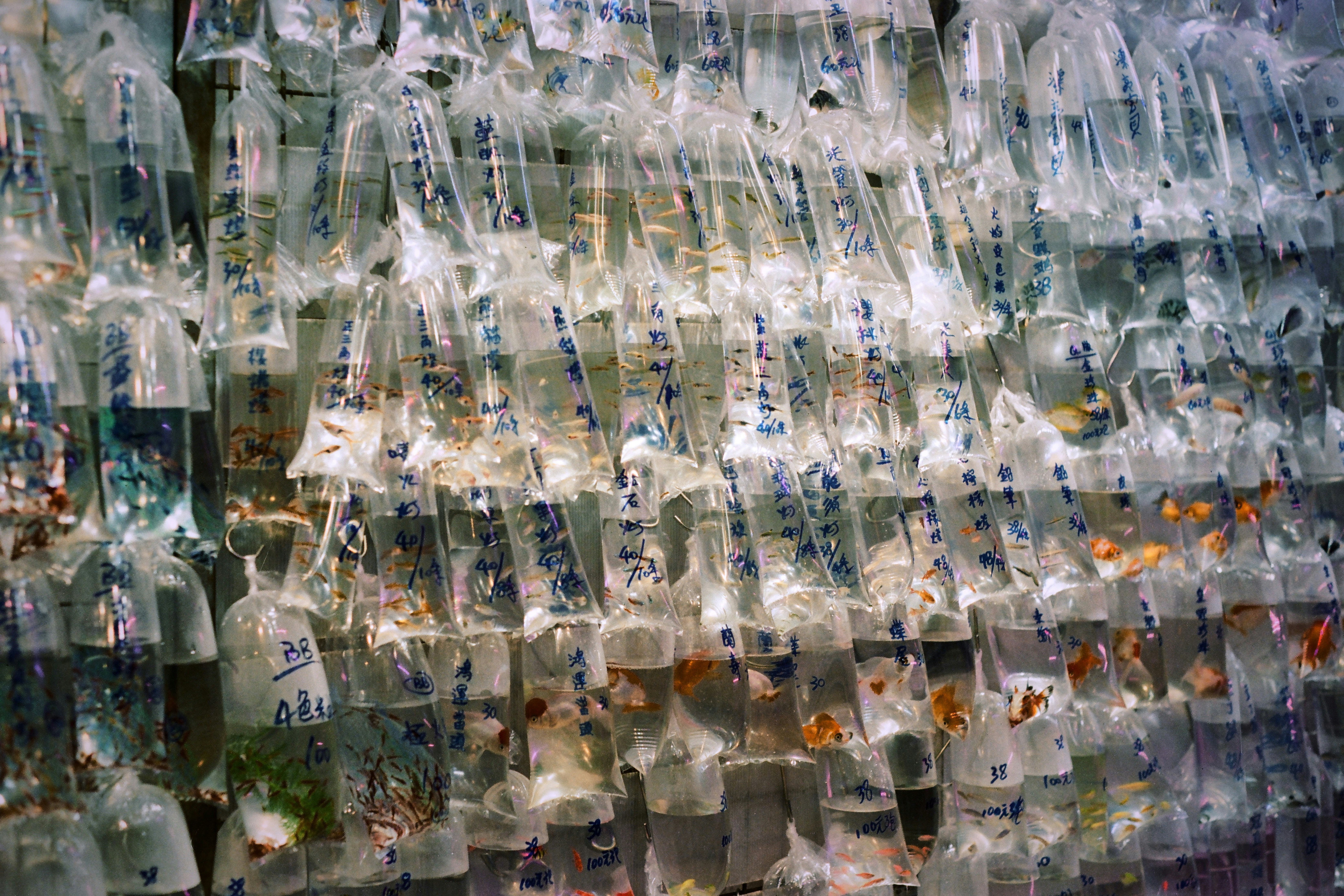 Many small fish in plastic bags hanging on wall