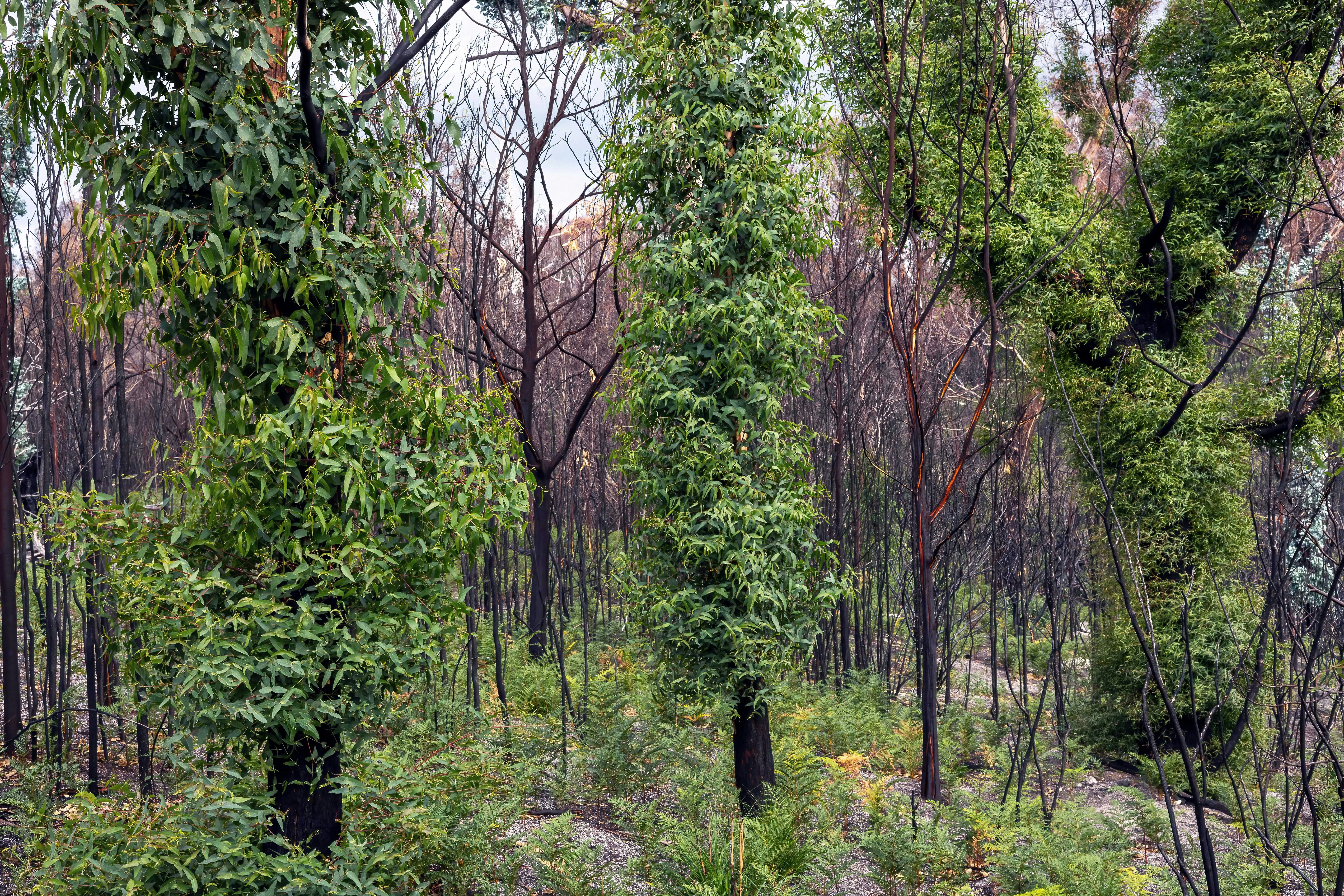 Green regrowth emerges from a burnt forest landscape.