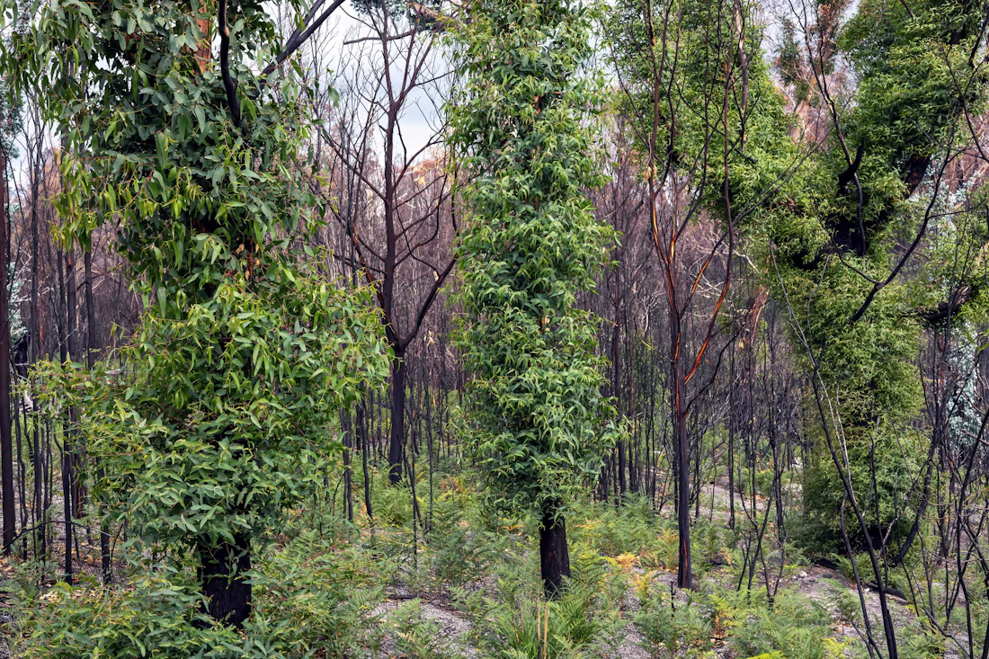 Green regrowth emerging through a burnt eucalypt forest