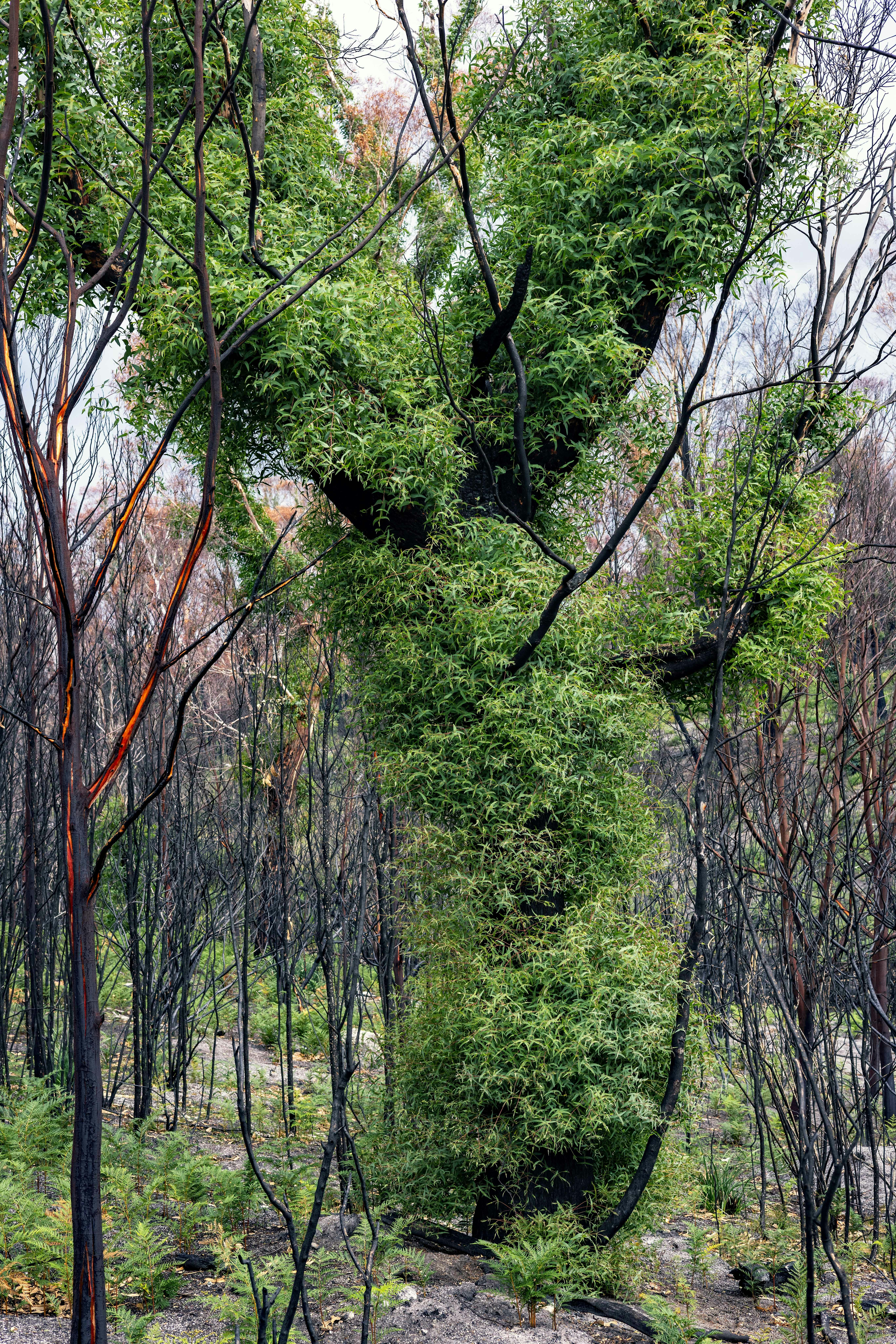 Green foliage covers a burnt tree trunk in a forest.
