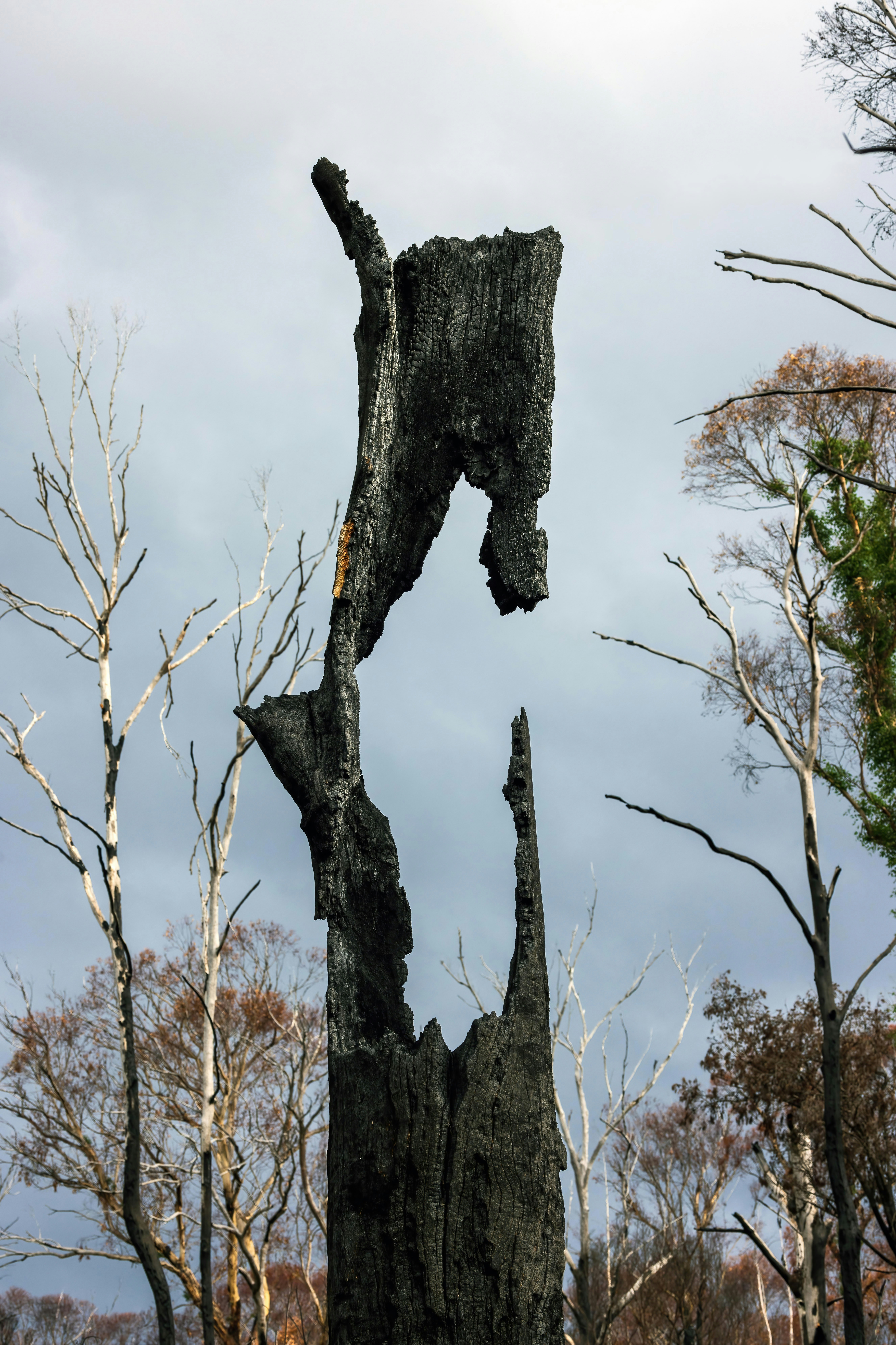 Charred tree stump stands against a cloudy sky.