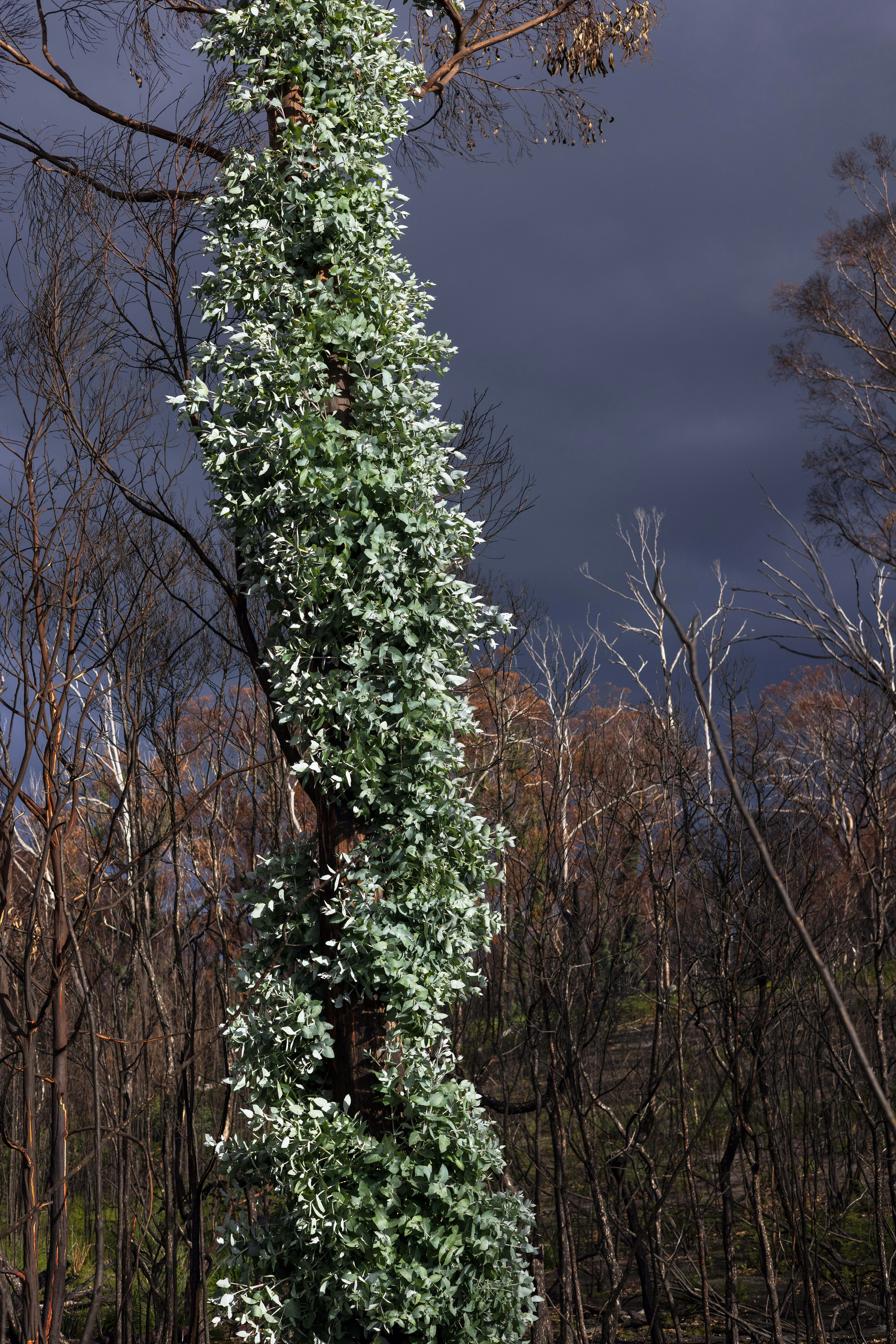 A tree covered in new growth after a fire