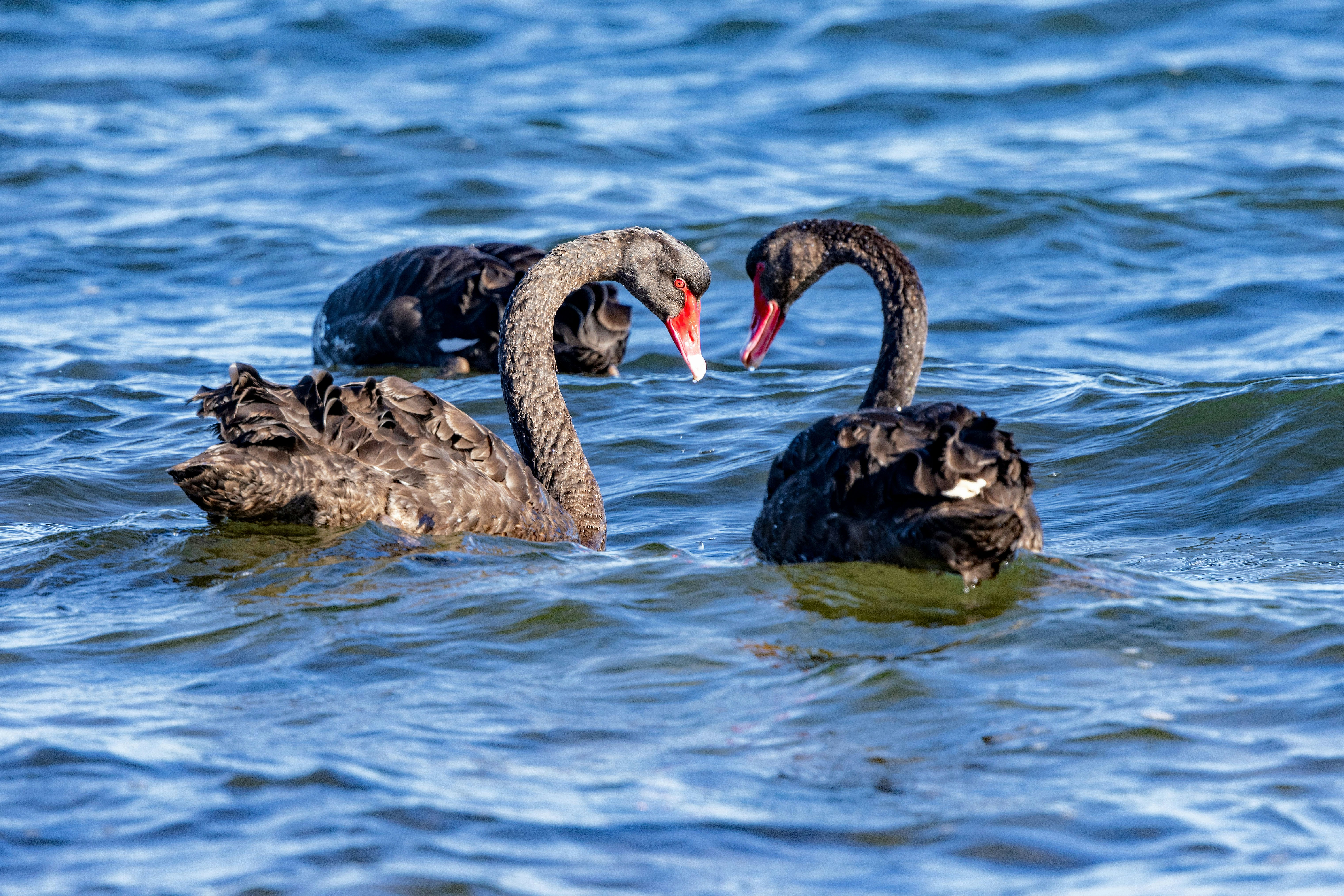 Two black swans swimming on blue water