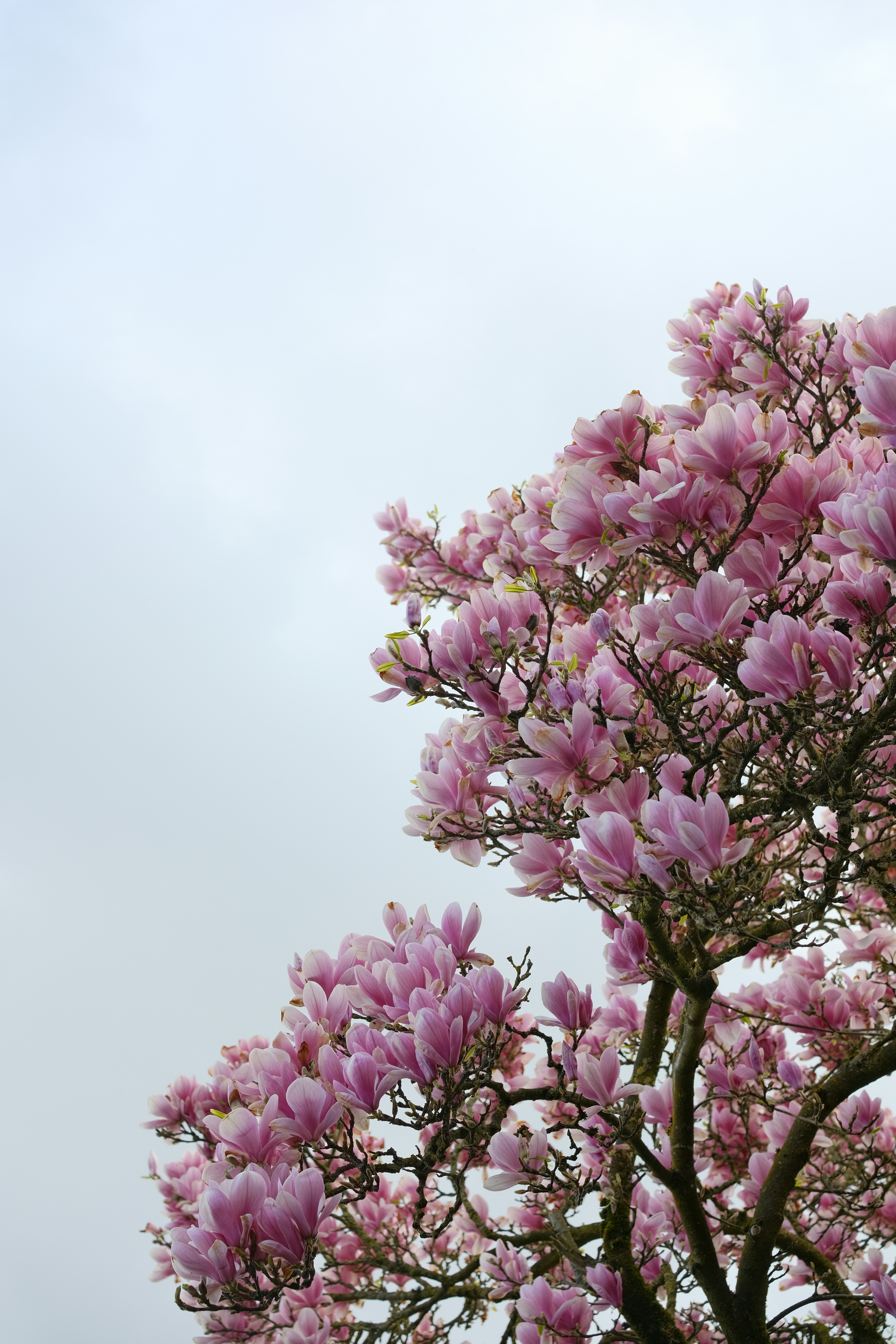 Pink magnolia blossoms against a cloudy sky