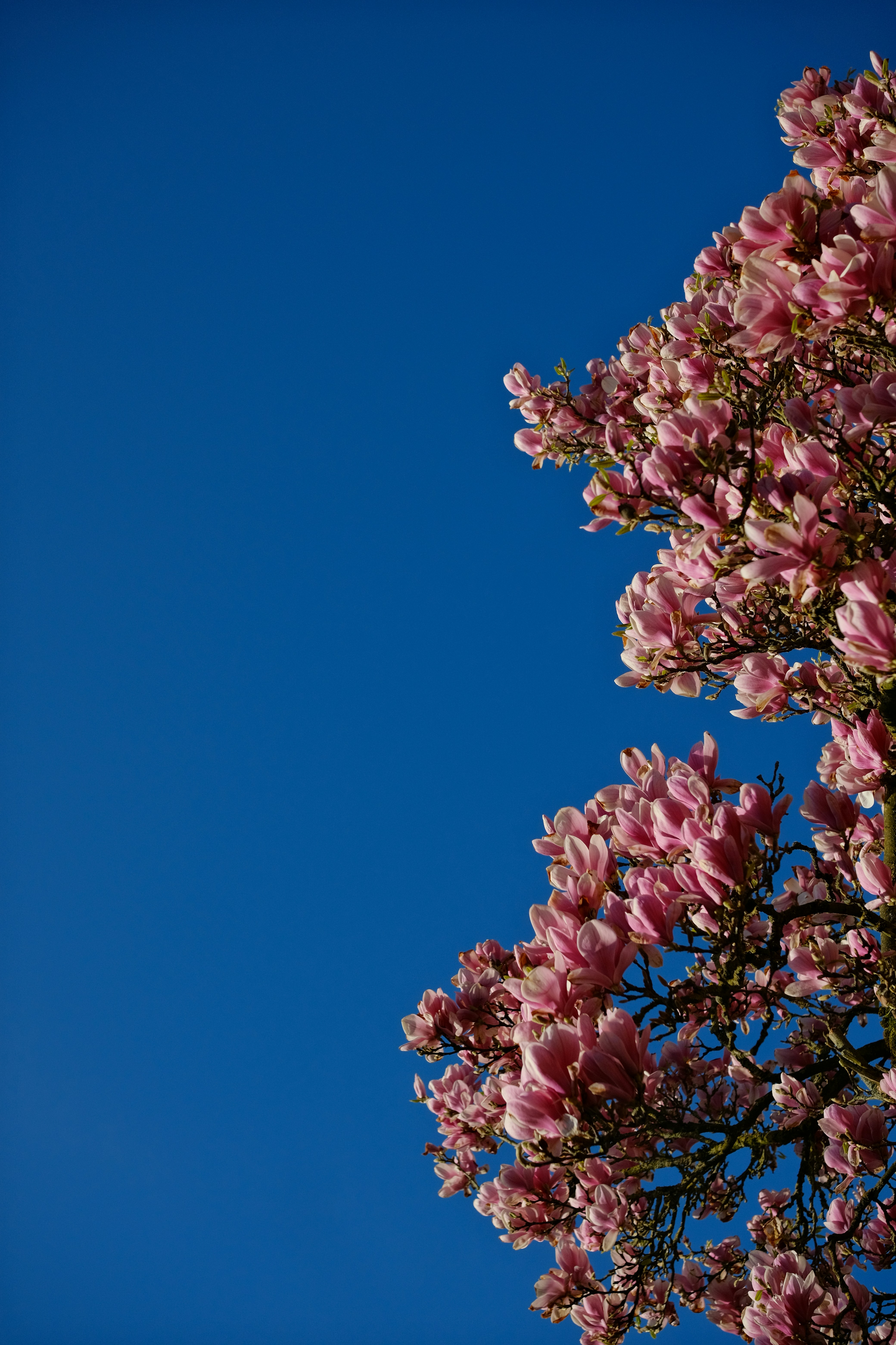 Pink magnolia blossoms against a clear blue sky.