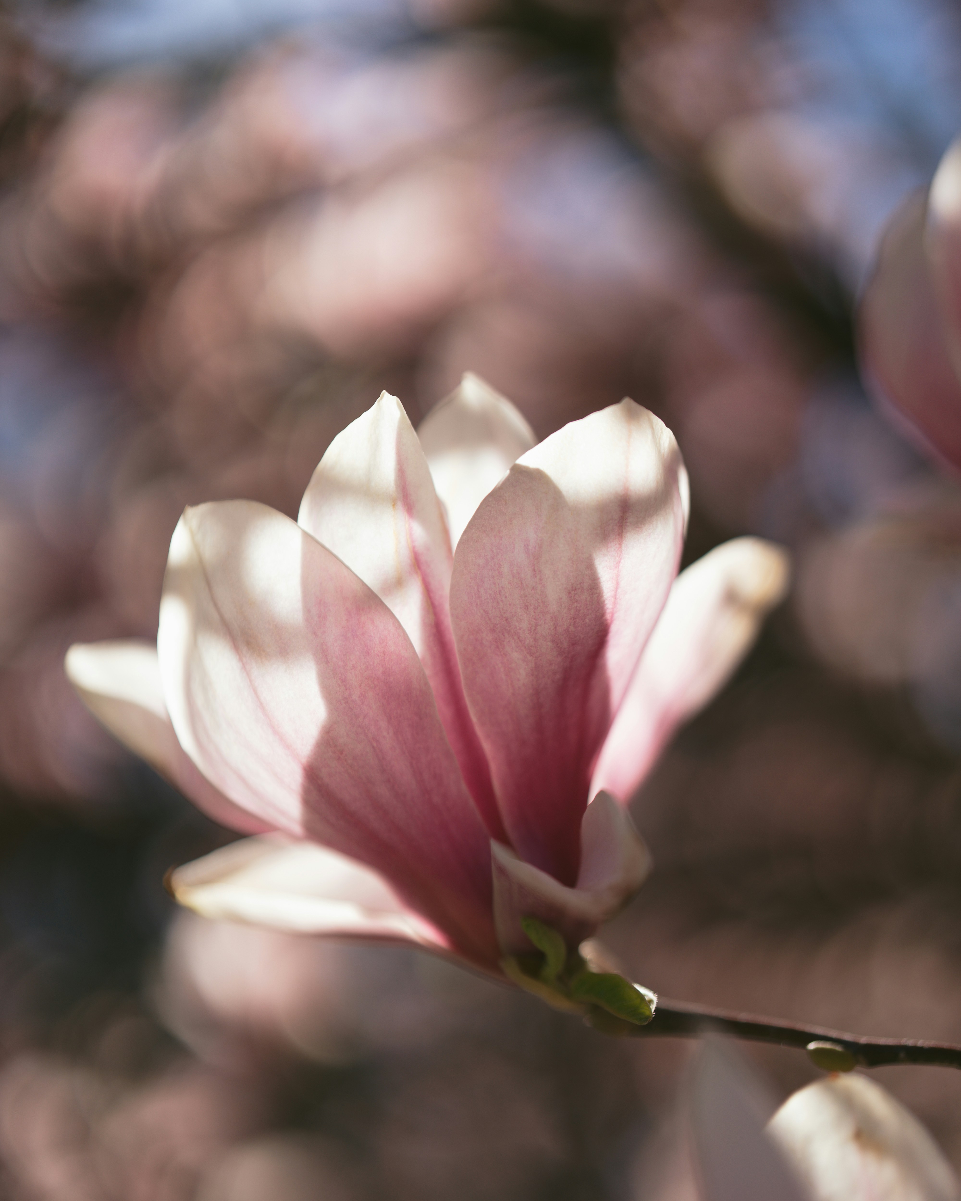 繊細なピンク色のモクレンの花が日光の下で咲きます。