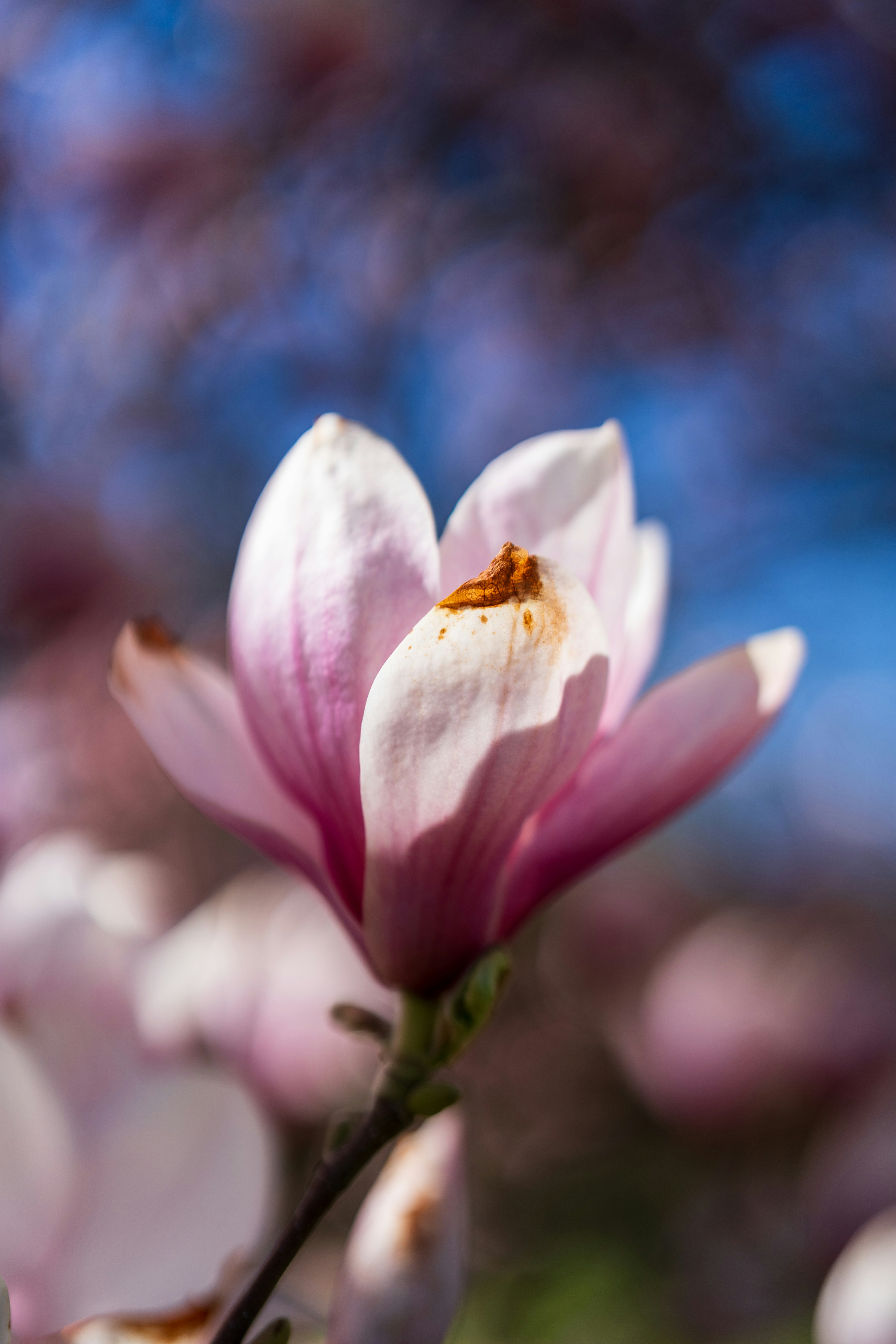 繊細なピンク色のモクレンの花が春に咲きます。