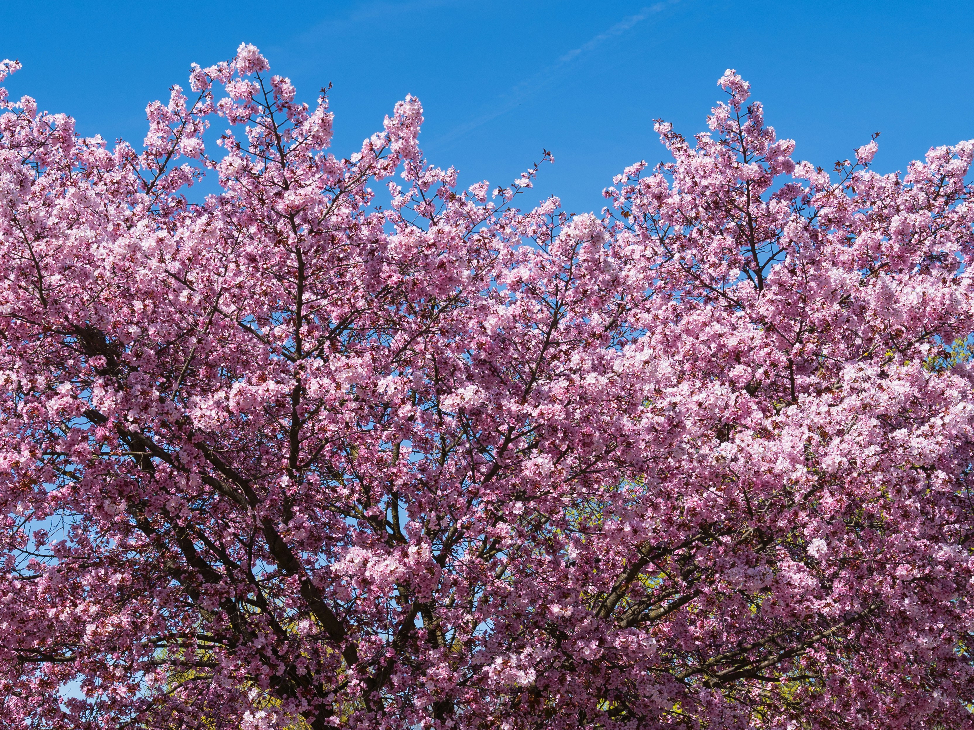 澄んだ青空にピンクの桜が咲く。