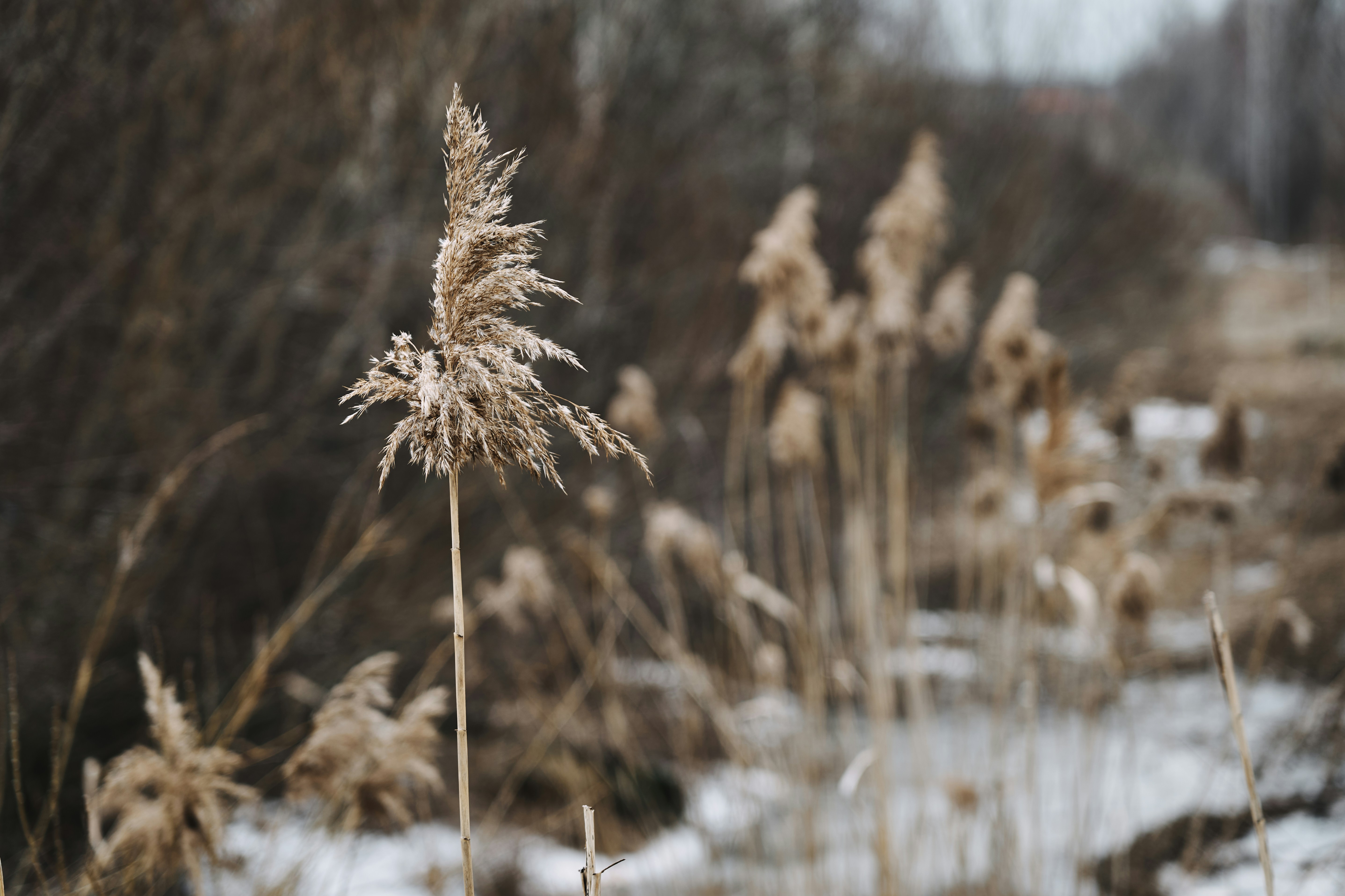 Roseaux secs dans un paysage hivernal