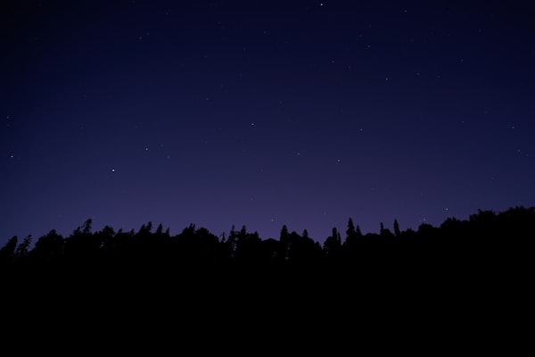 A dark forest silhouette under a starry night sky