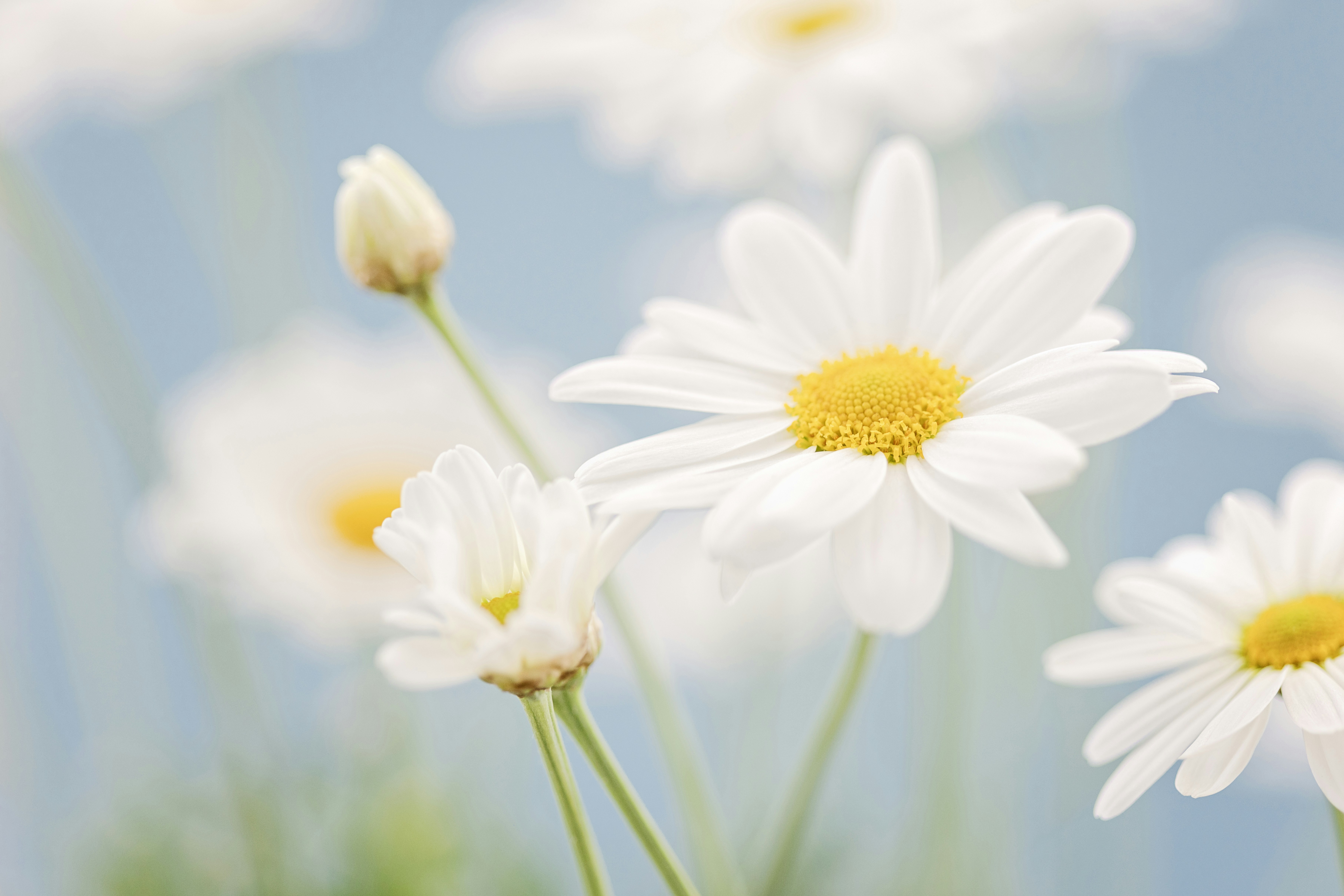 White daisies bloom against a soft blue background.