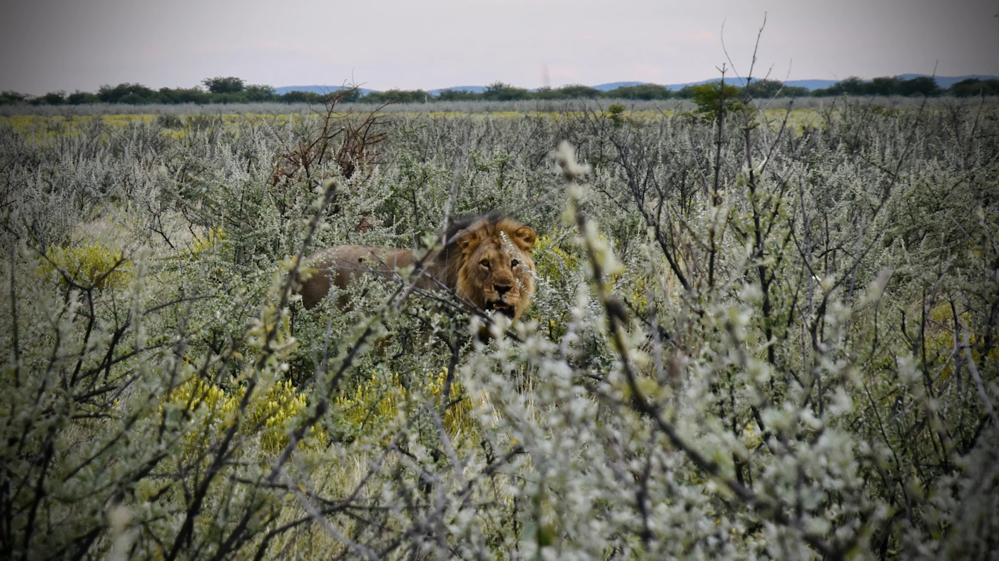 A lion peering through tall grass, patience before the chase