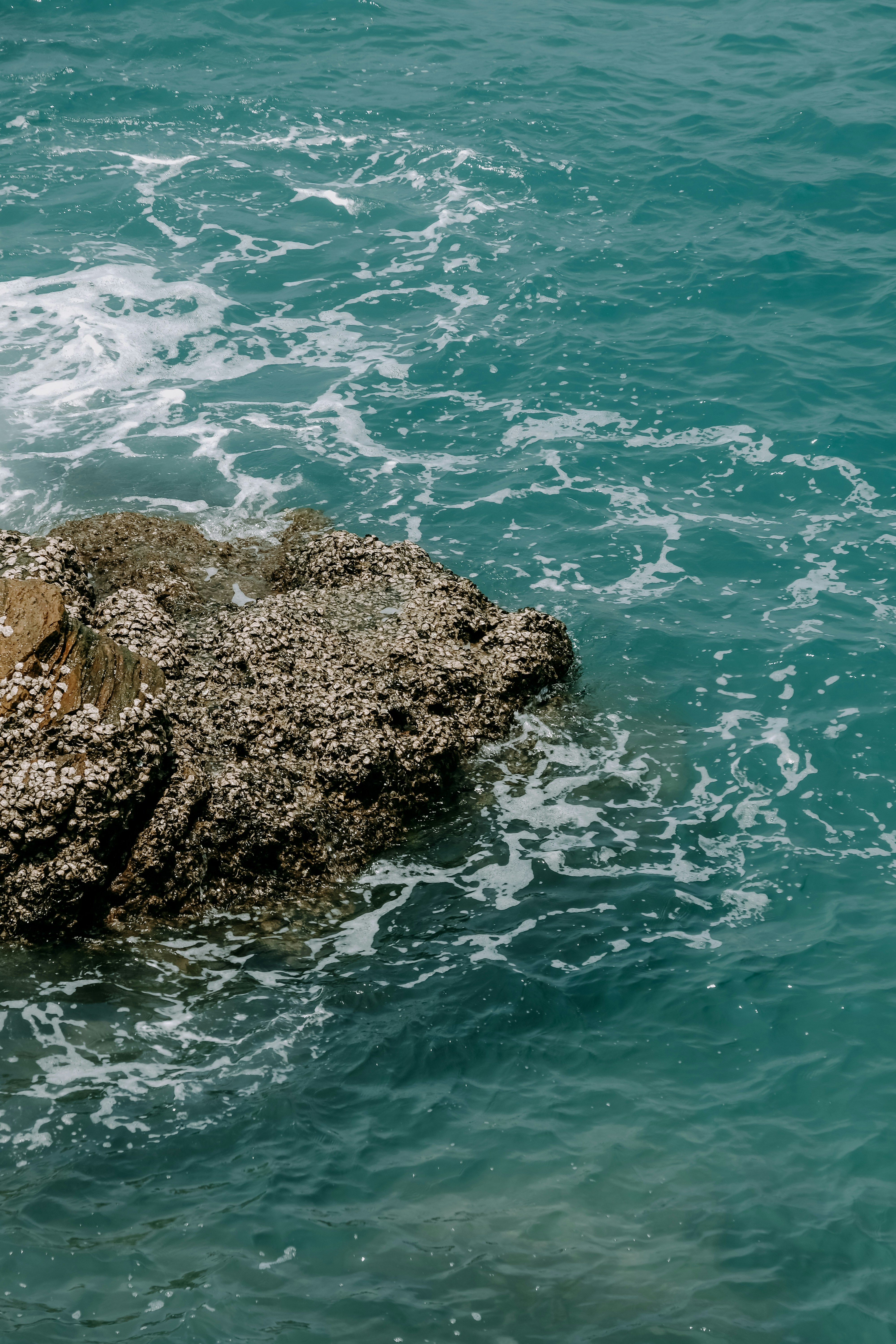 Roccia coperta di barnacoli nelle onde turchesi dell'oceano