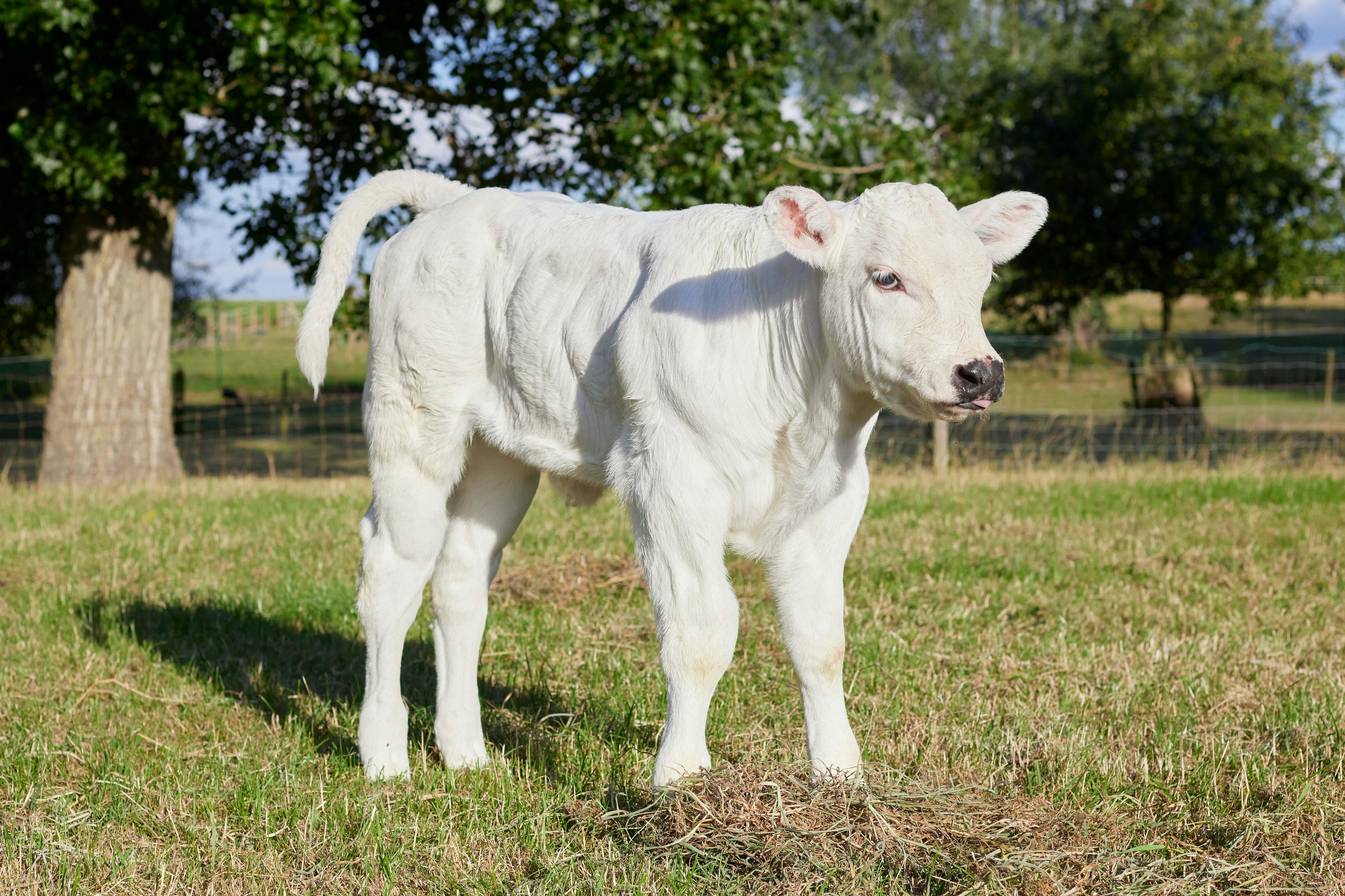 A young white calf stands in a grassy field.