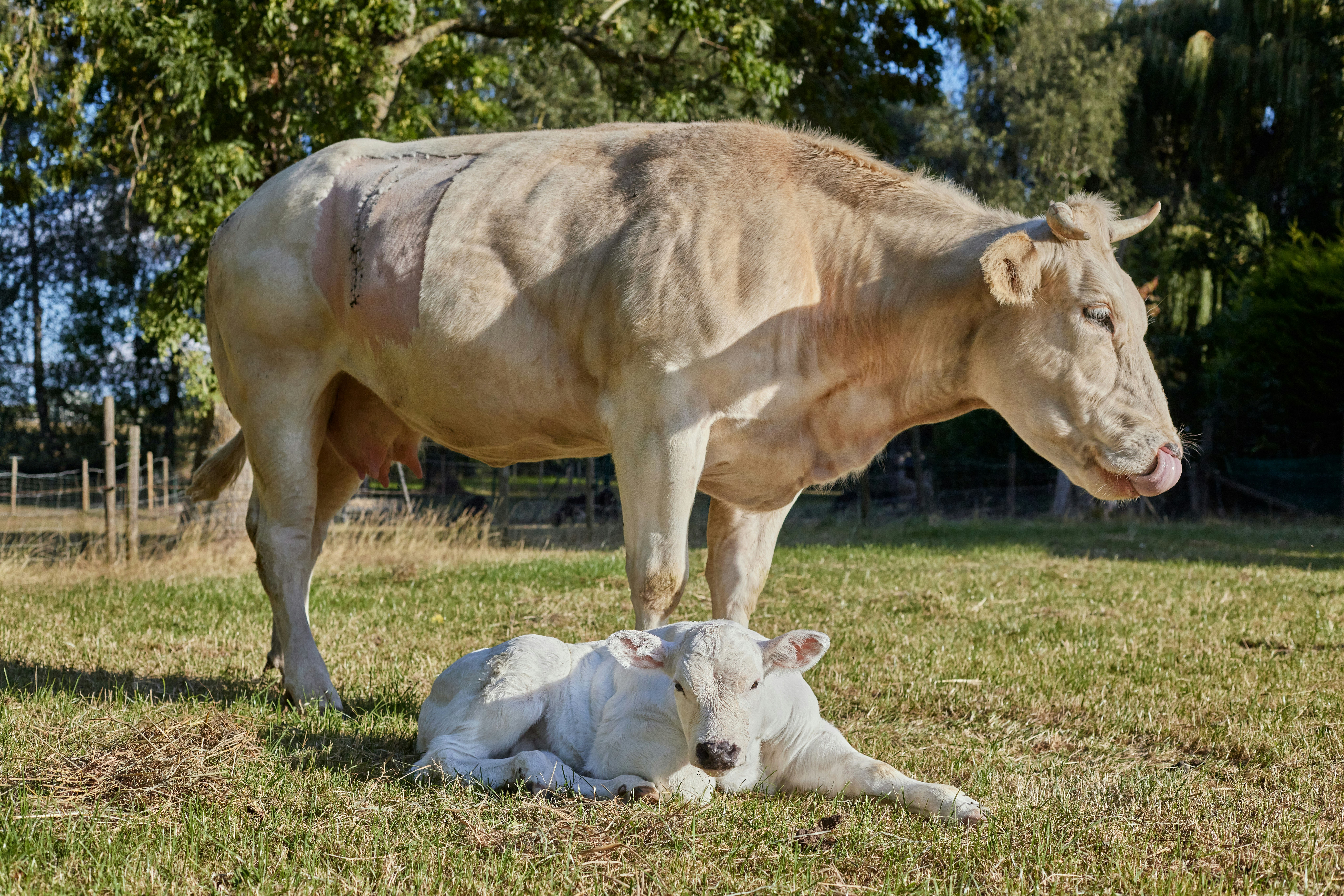A cow stands over a calf lying on grass.