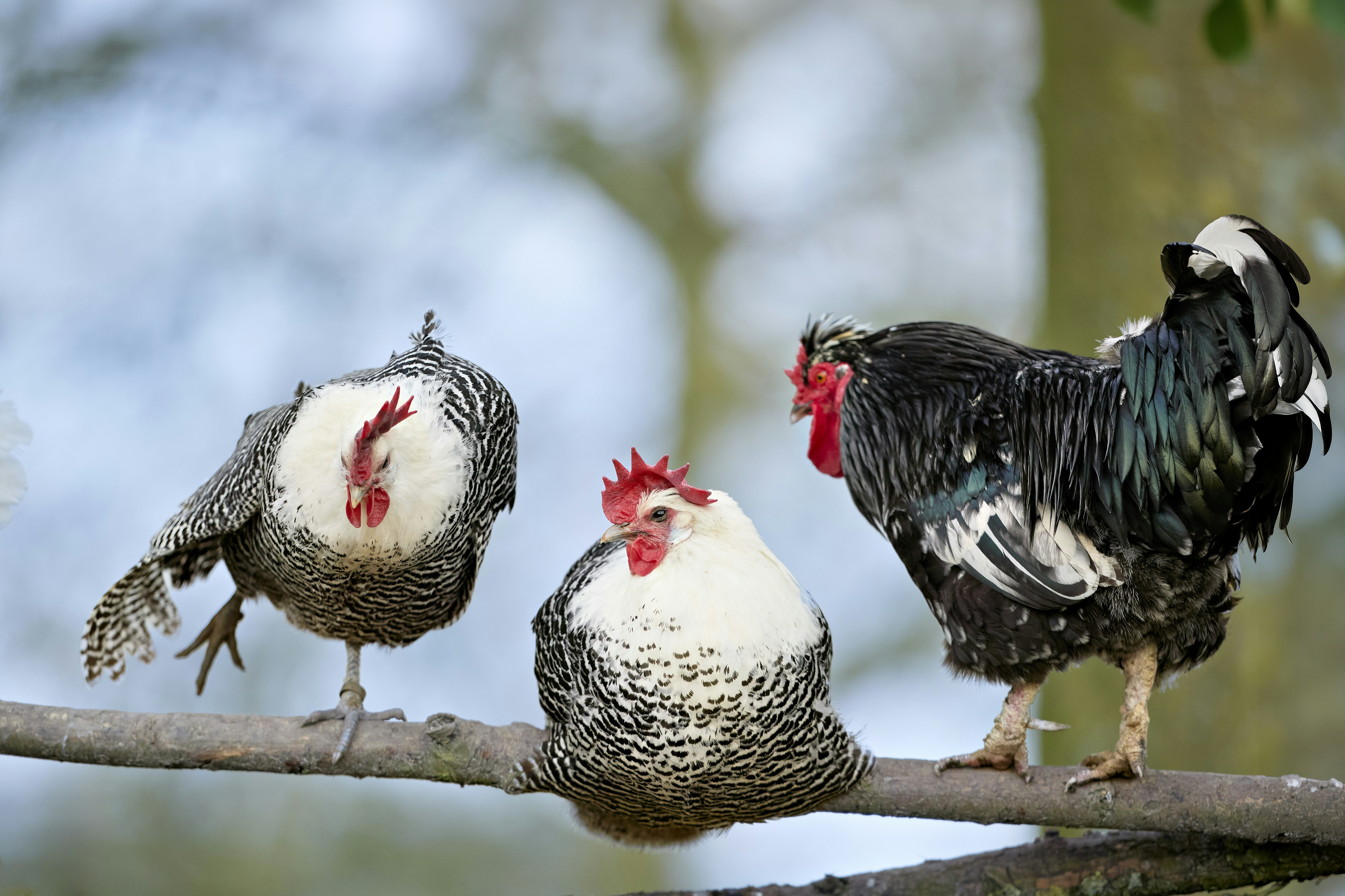 Three chickens perched on a tree branch