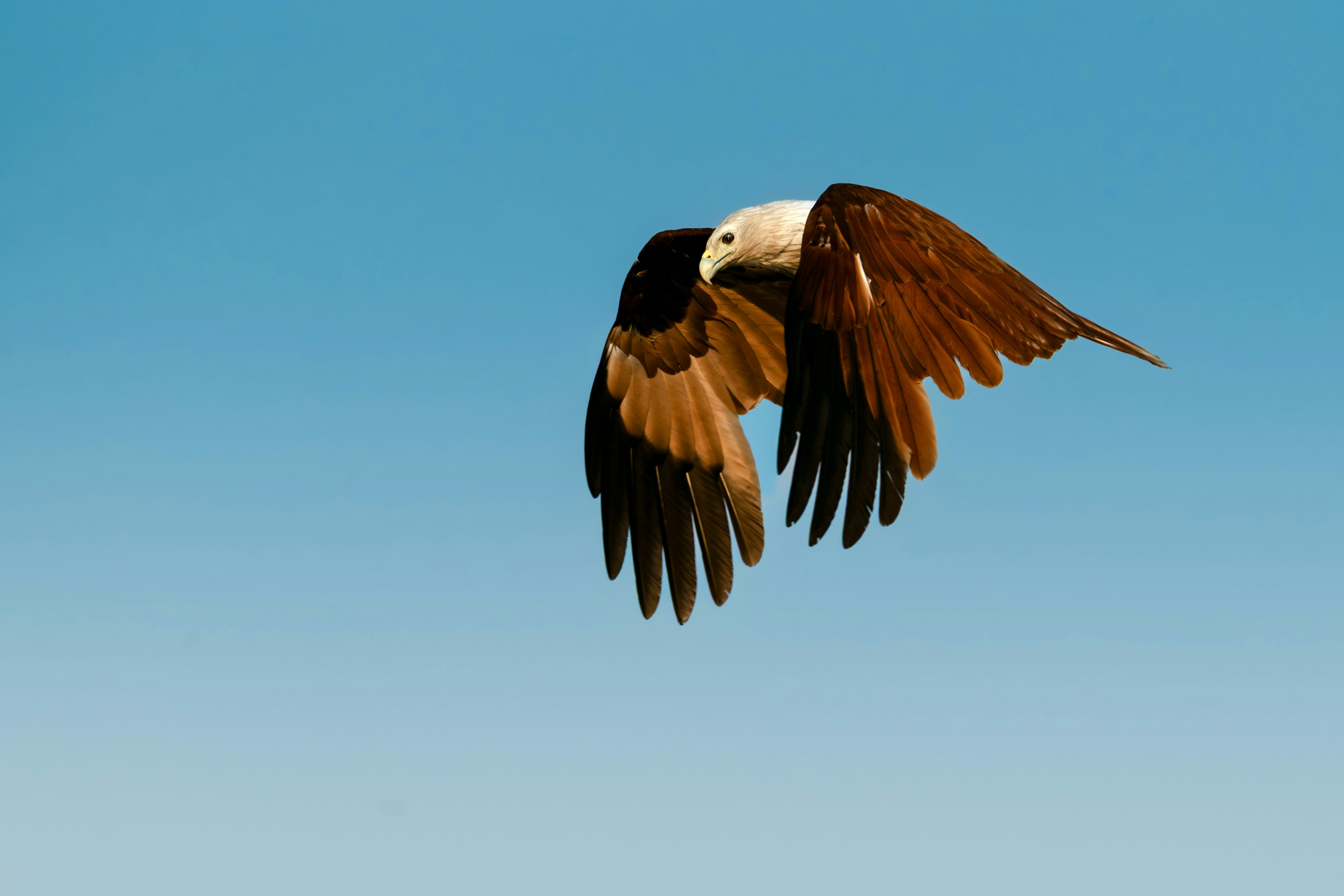 A brahminy kite soaring against a clear blue sky