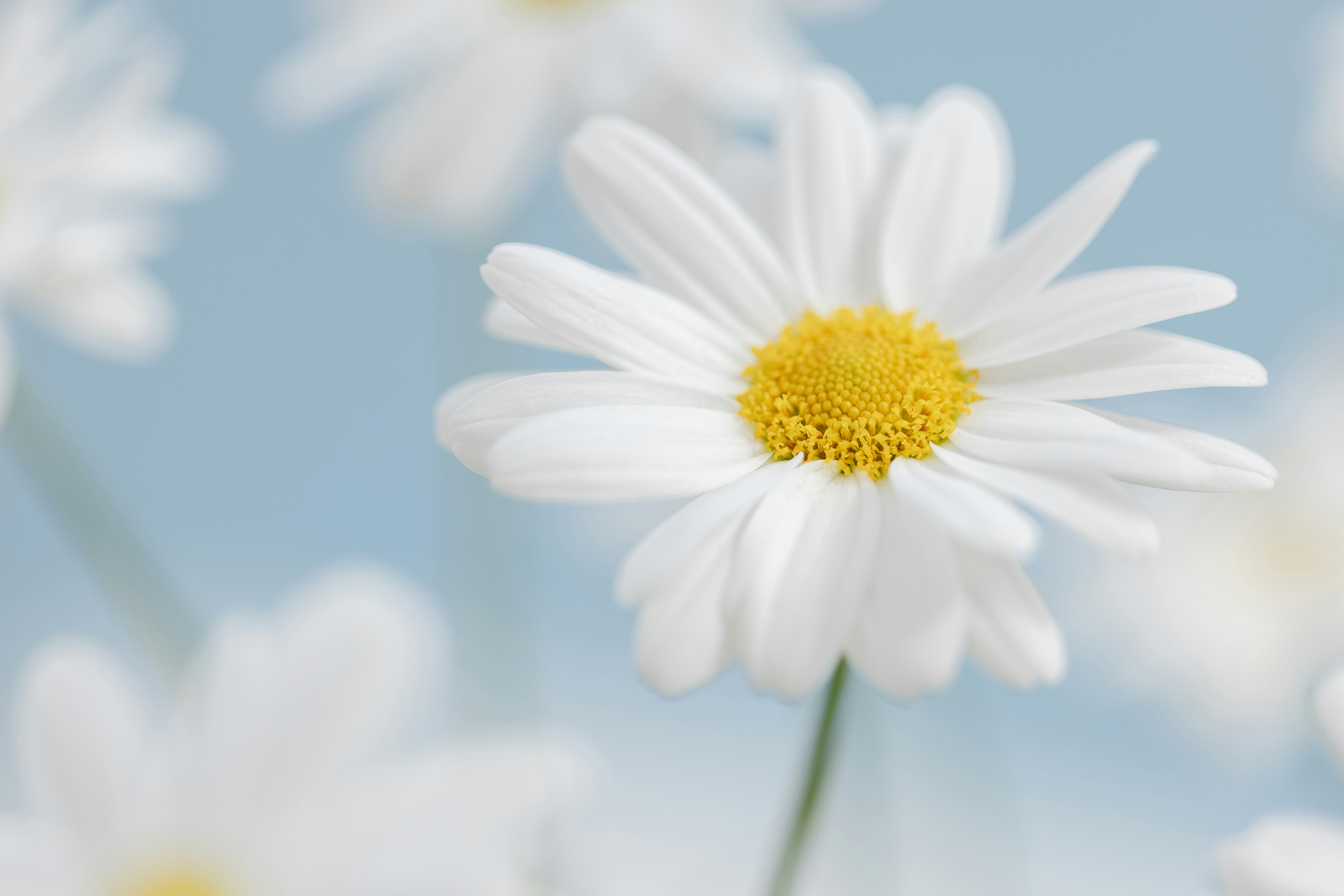 Close-up of a white daisy with a yellow center.