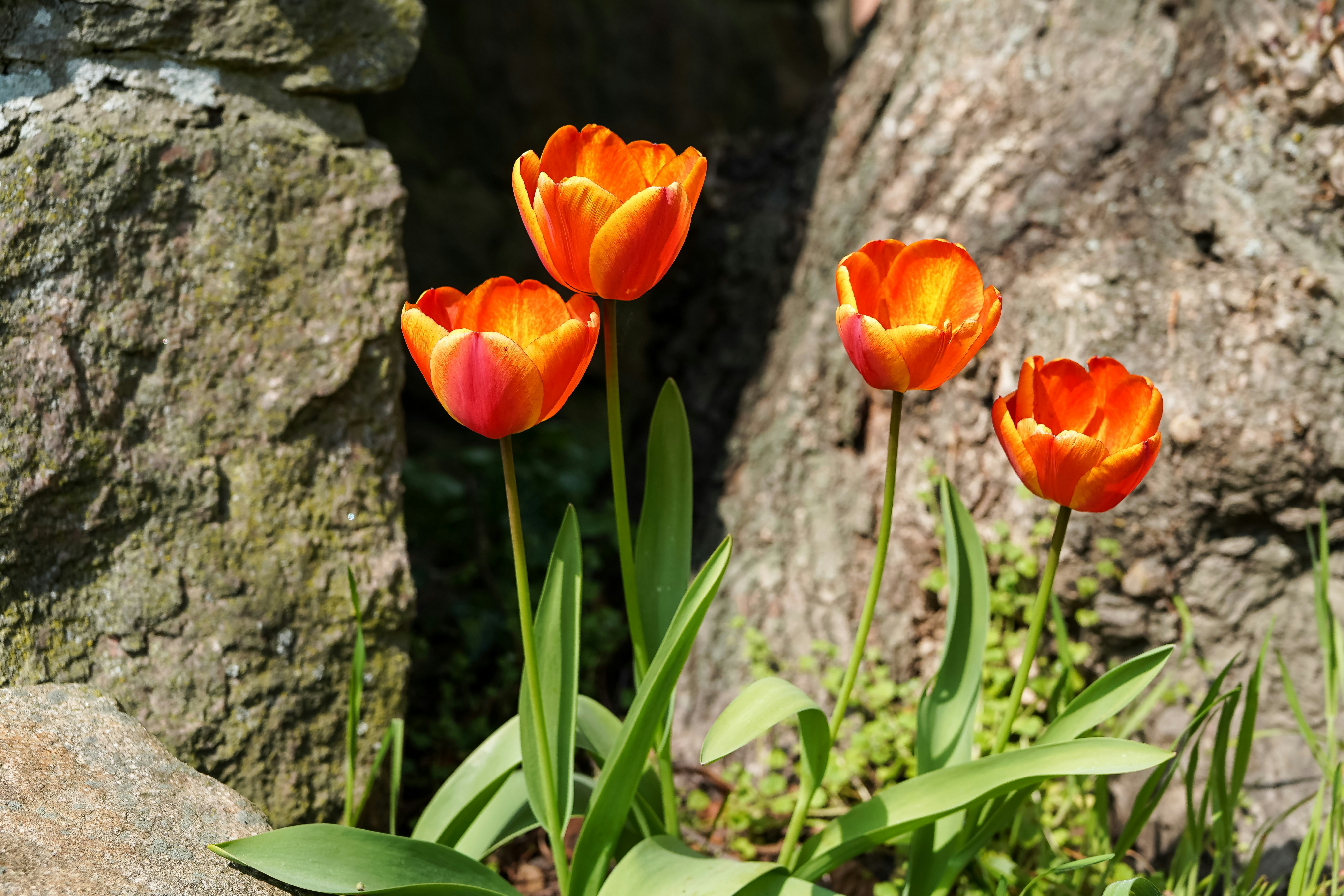 Four orange tulips bloom near a stone wall.