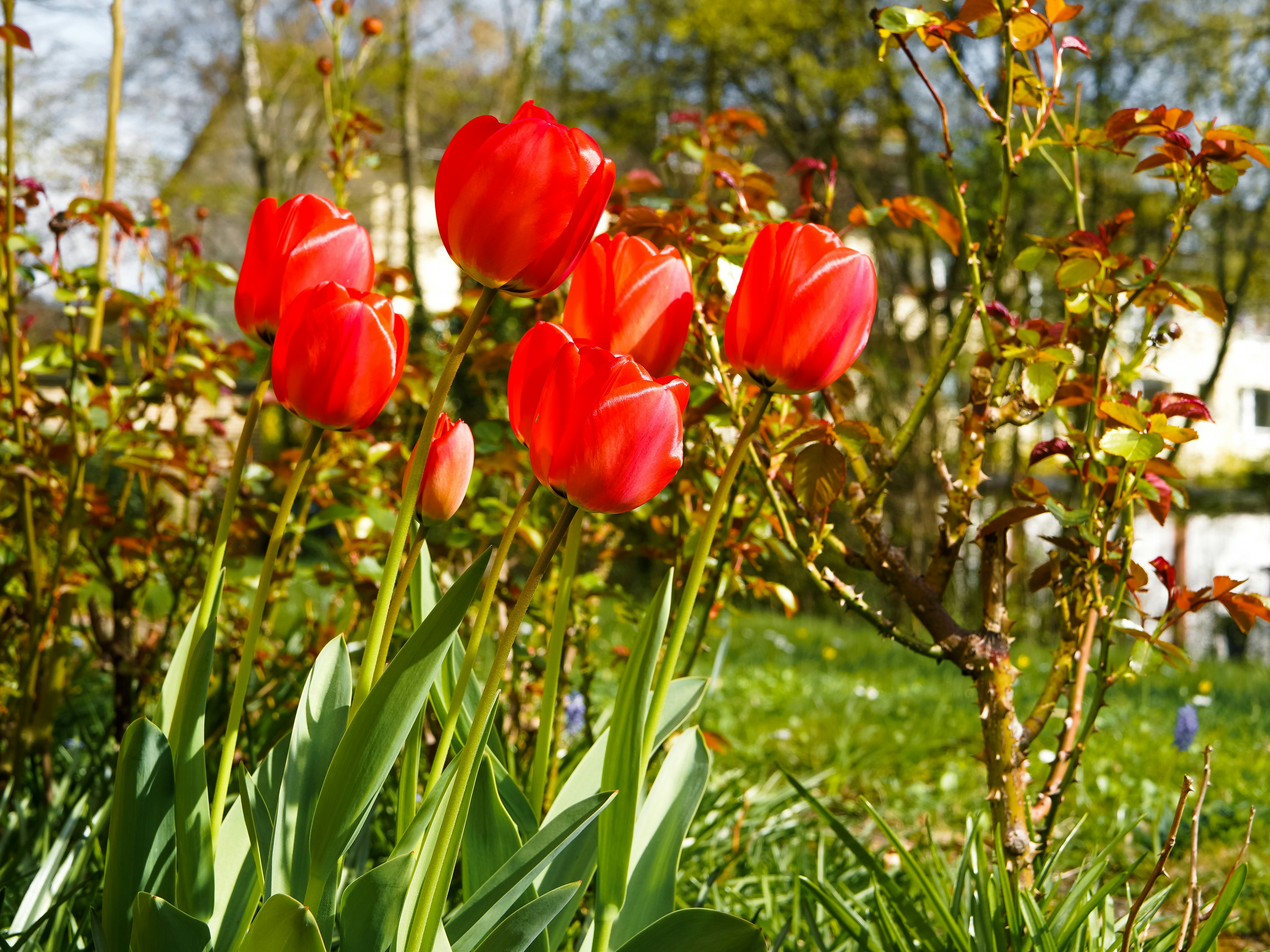 Red tulips bloom in a sunny garden.