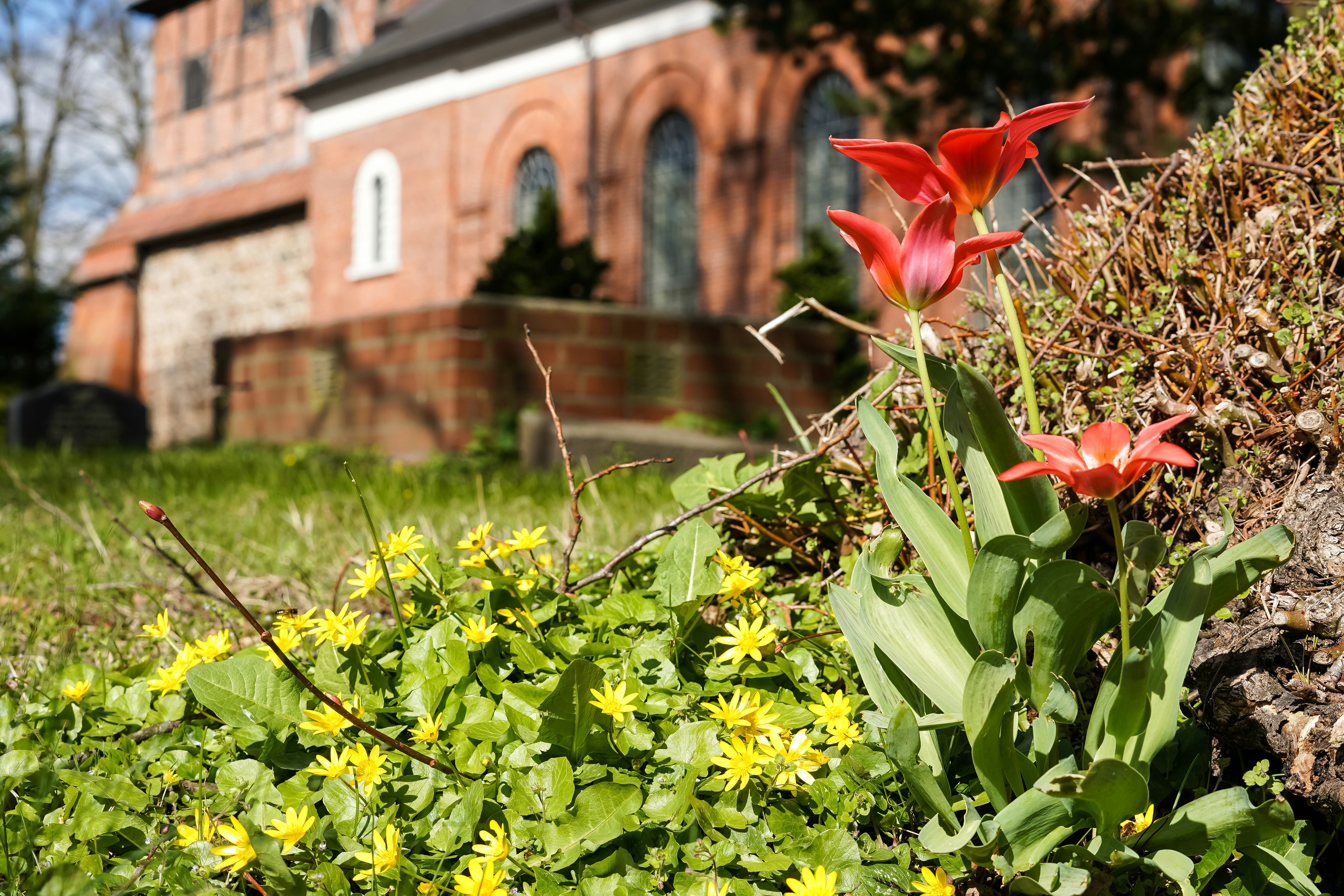 Red tulips and yellow flowers in front of brick church