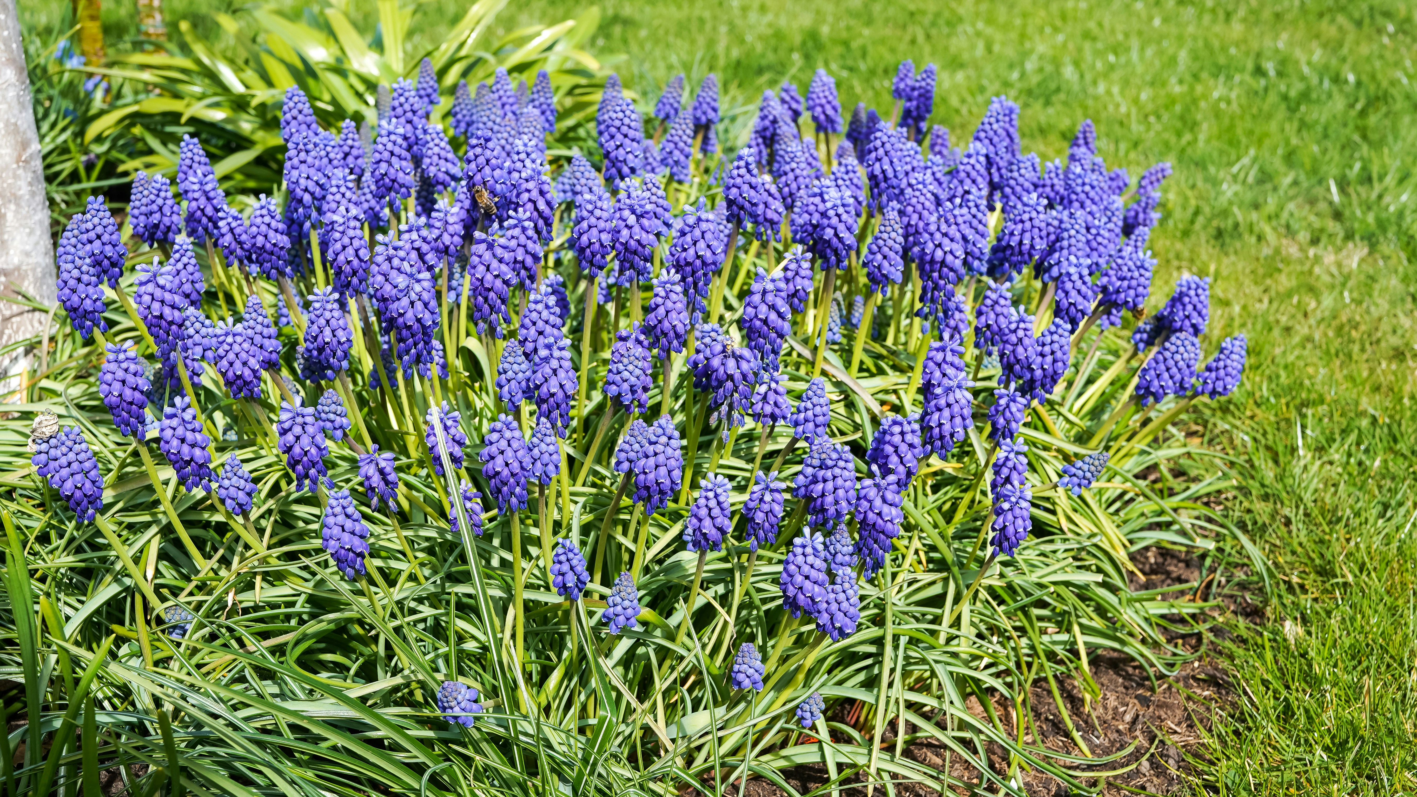 A cluster of purple grape hyacinth flowers in green grass.