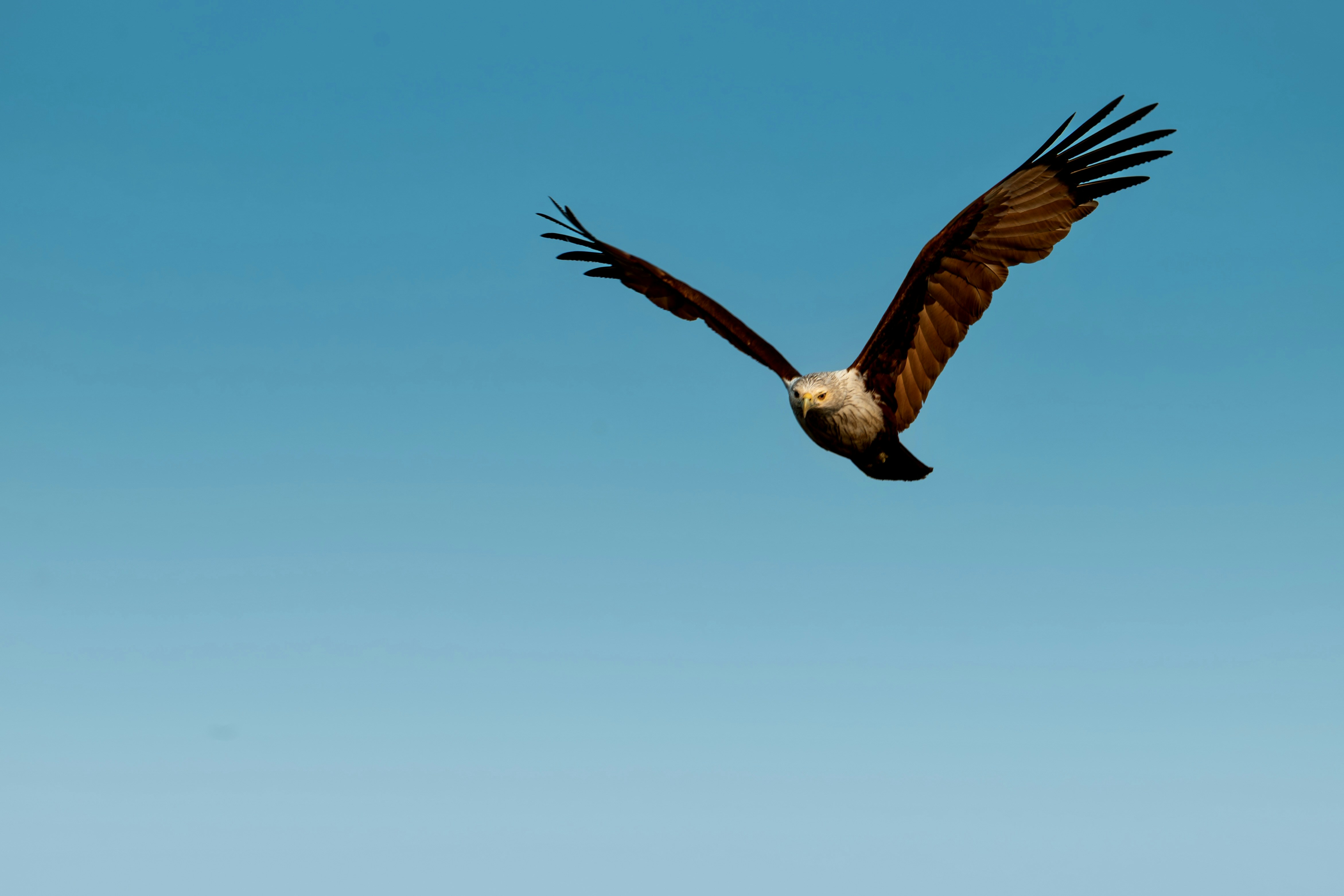 A hawk soars through a clear blue sky.