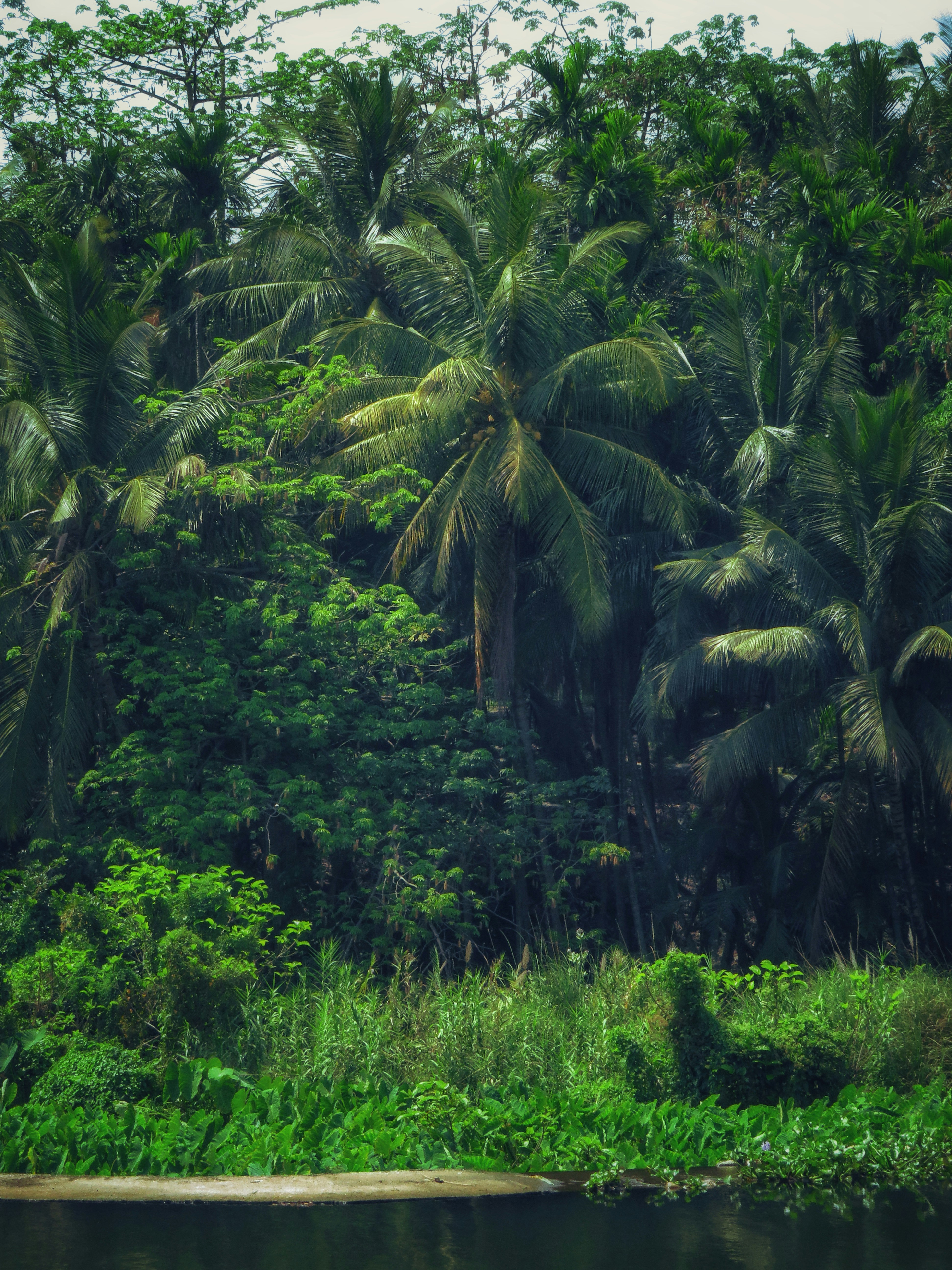Lush tropical jungle with dense green foliage.