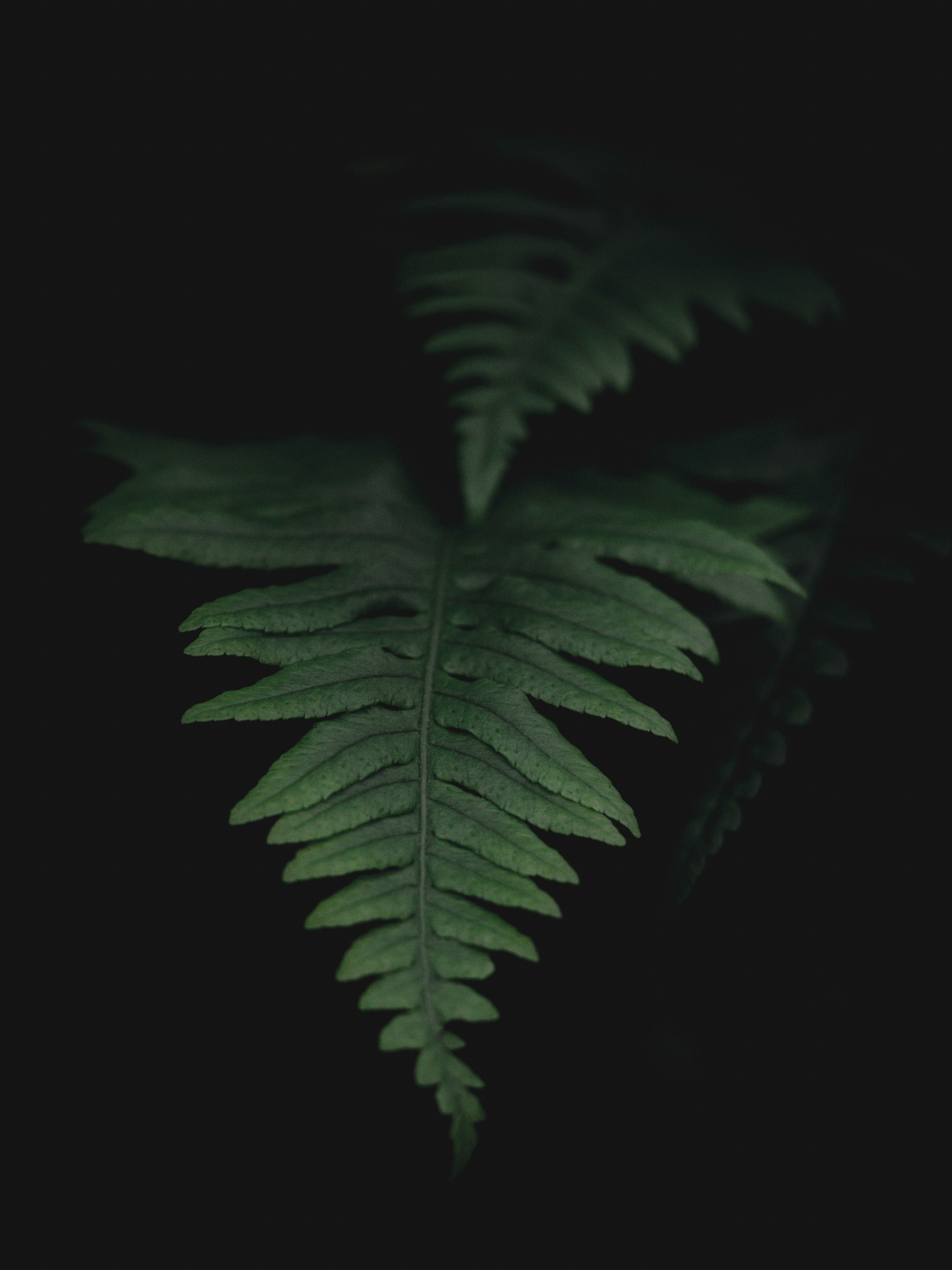 Close-up of a vibrant green fern against a dark background.