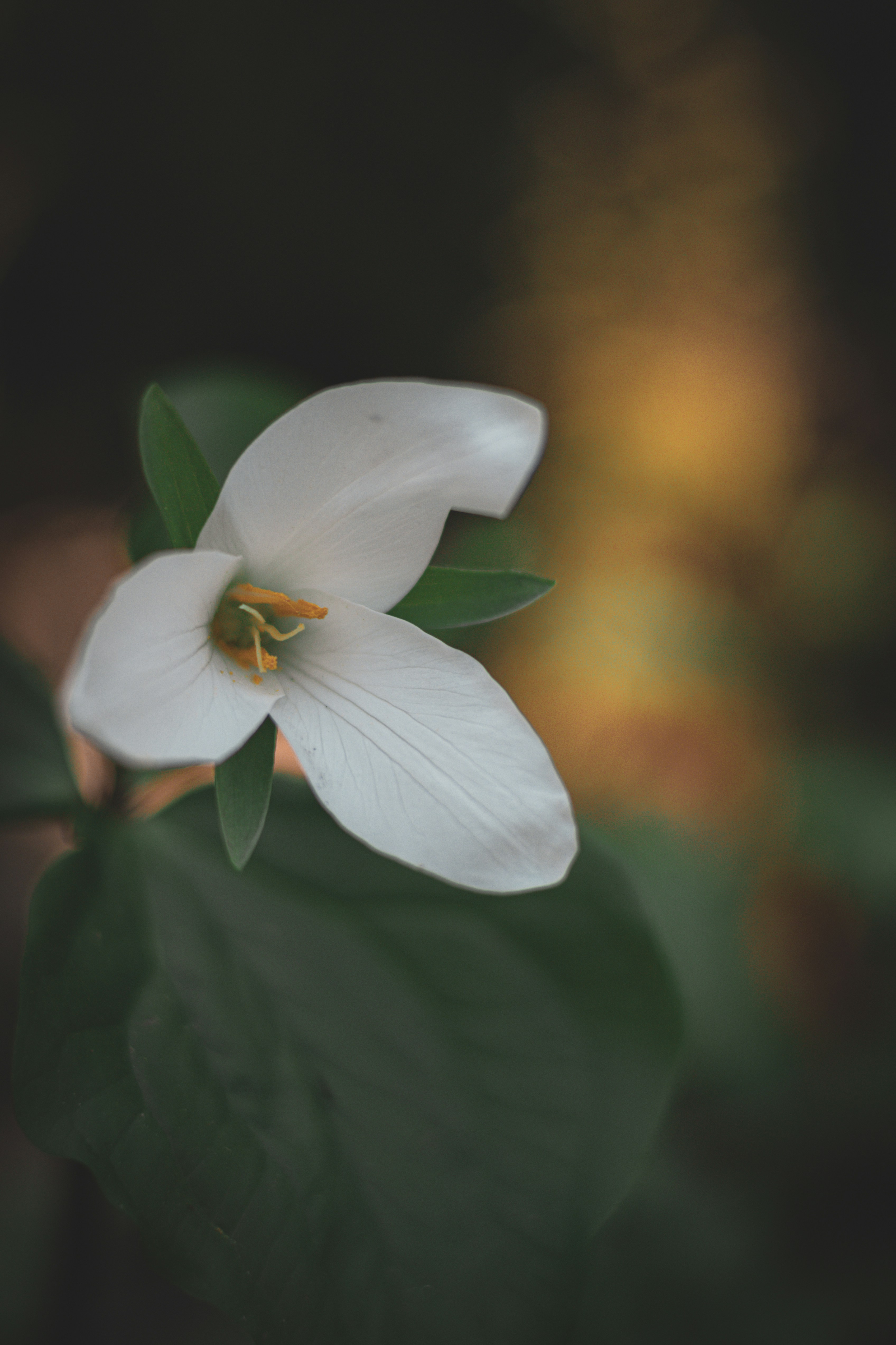 Photo by capturinginthewild