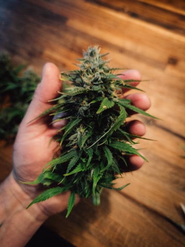 Hand holding a freshly harvested cannabis bud with visible trichomes