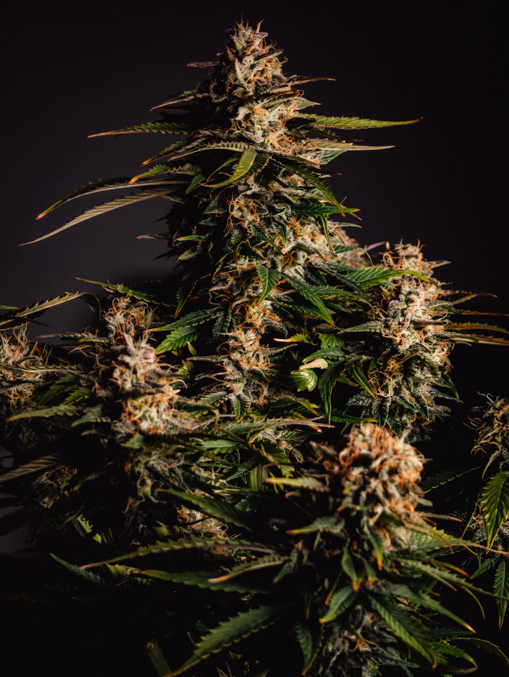 A mature flowering cannabis plant lit against a dark background, where seed-to-sale tracking begins