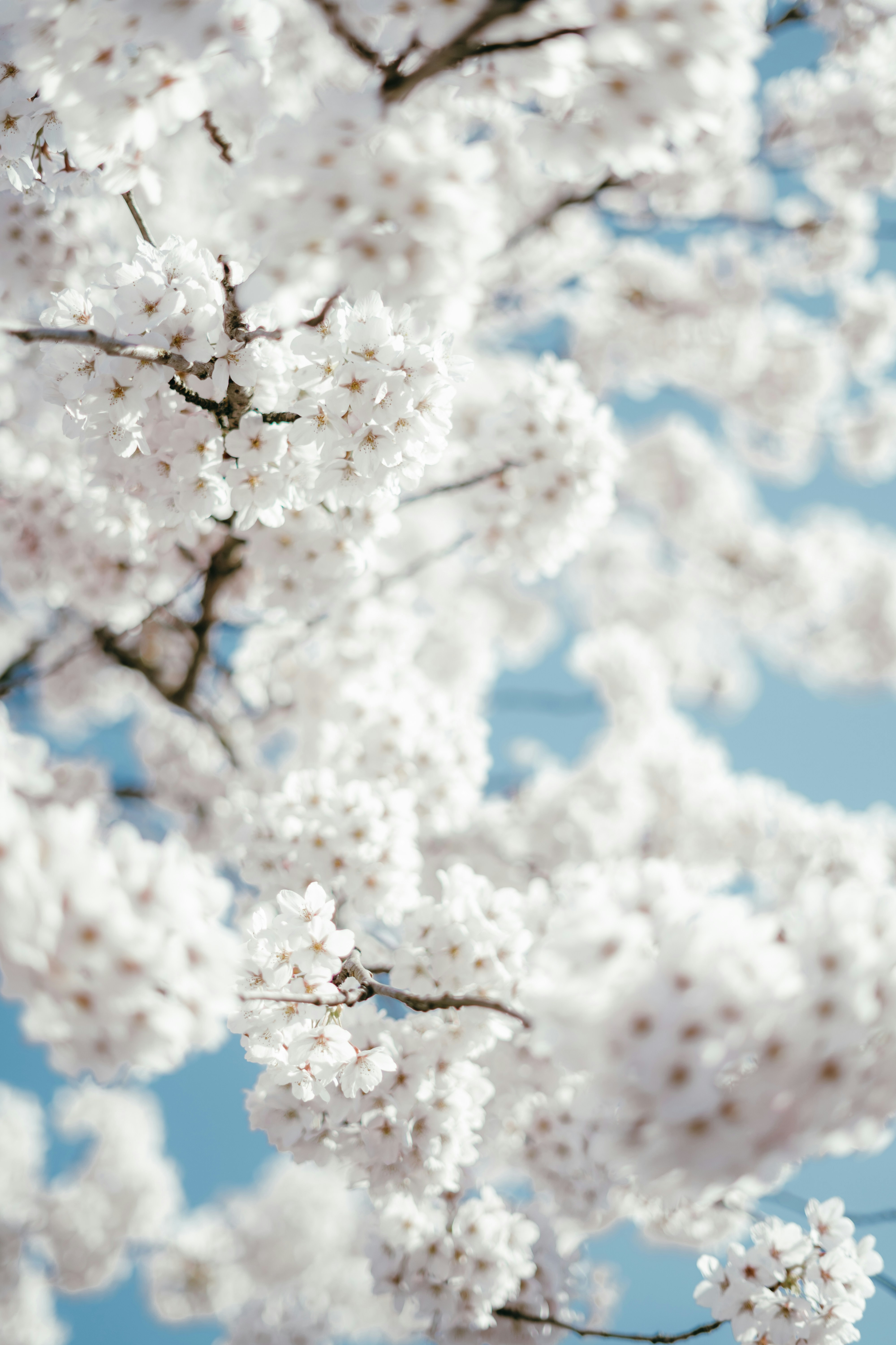青空を背景にした白い桜のクローズアップ。