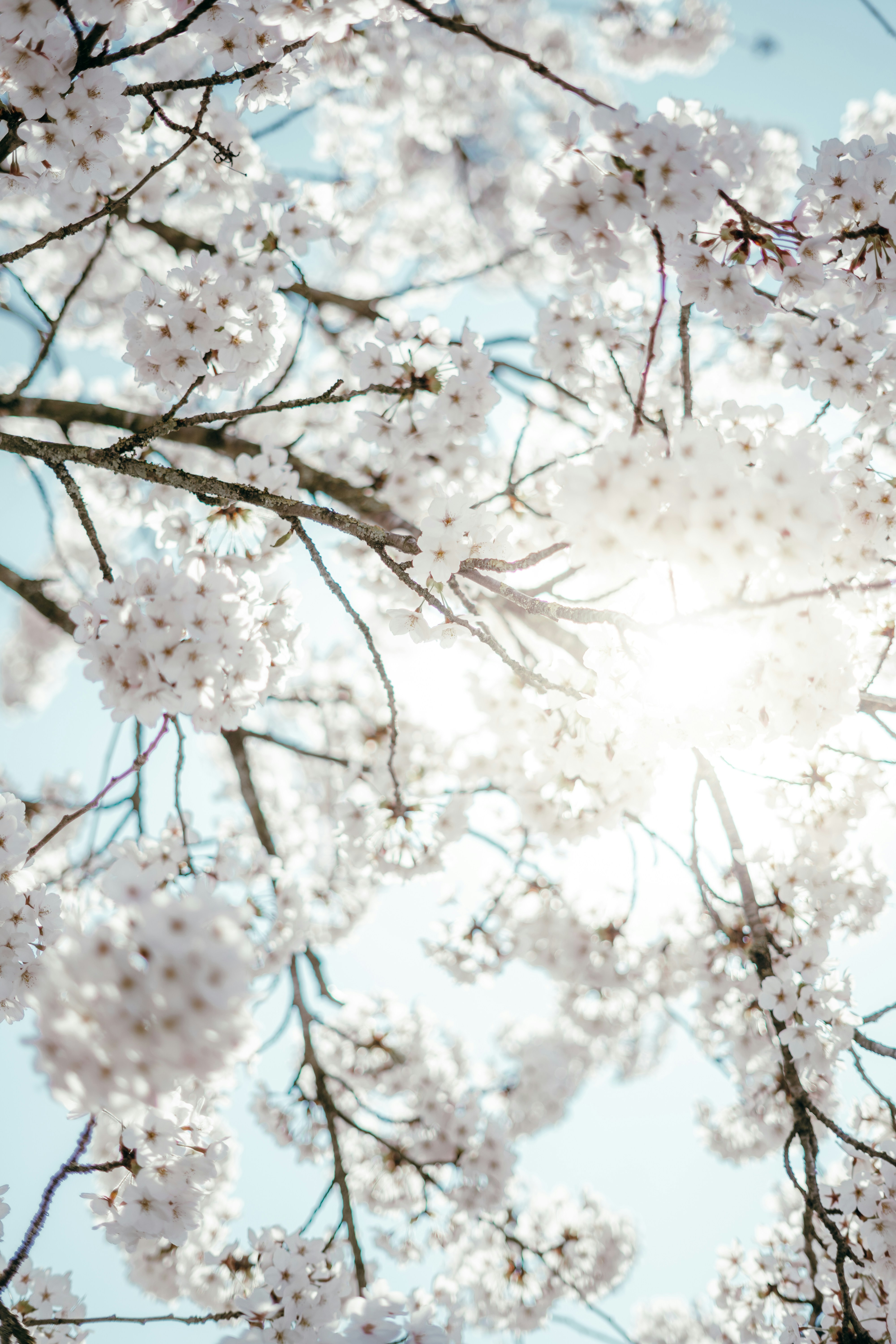 繊細な白い桜の間から陽光が差し込んでいます。