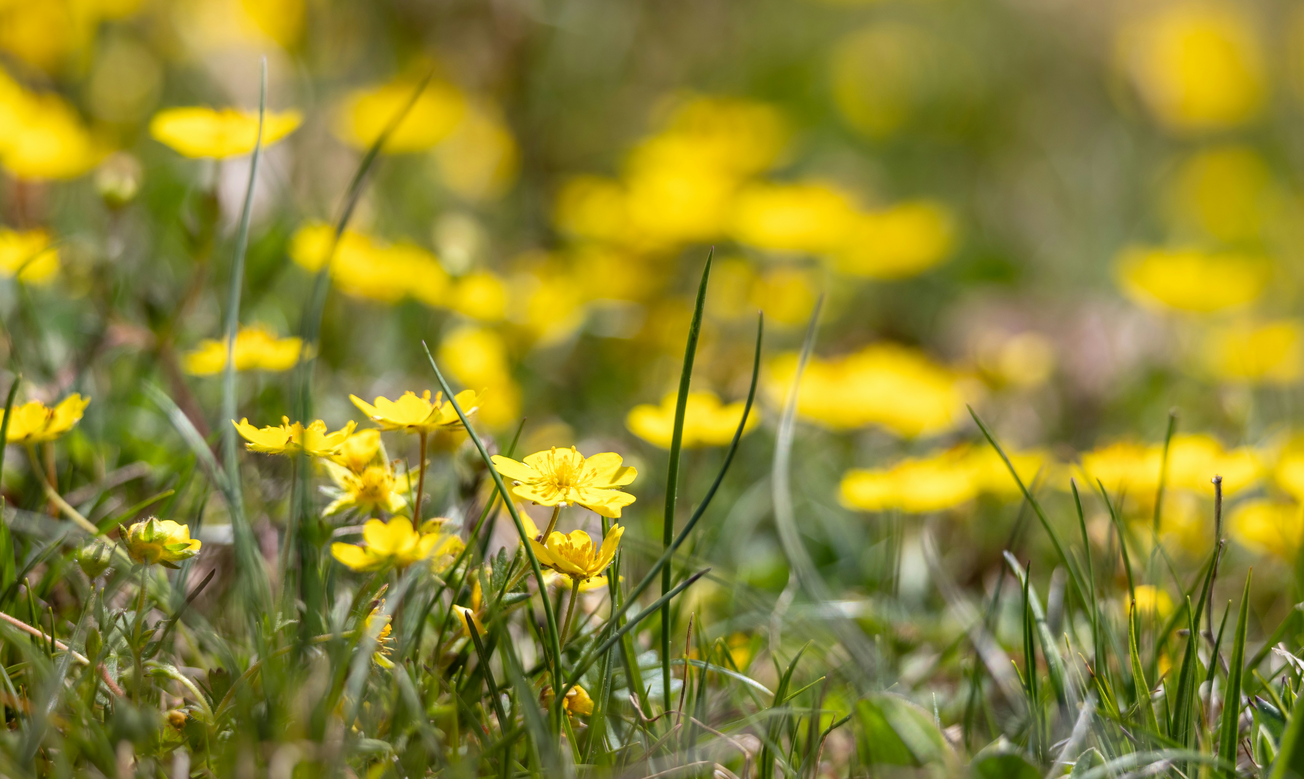 Field of yellow wildflowers in green grass