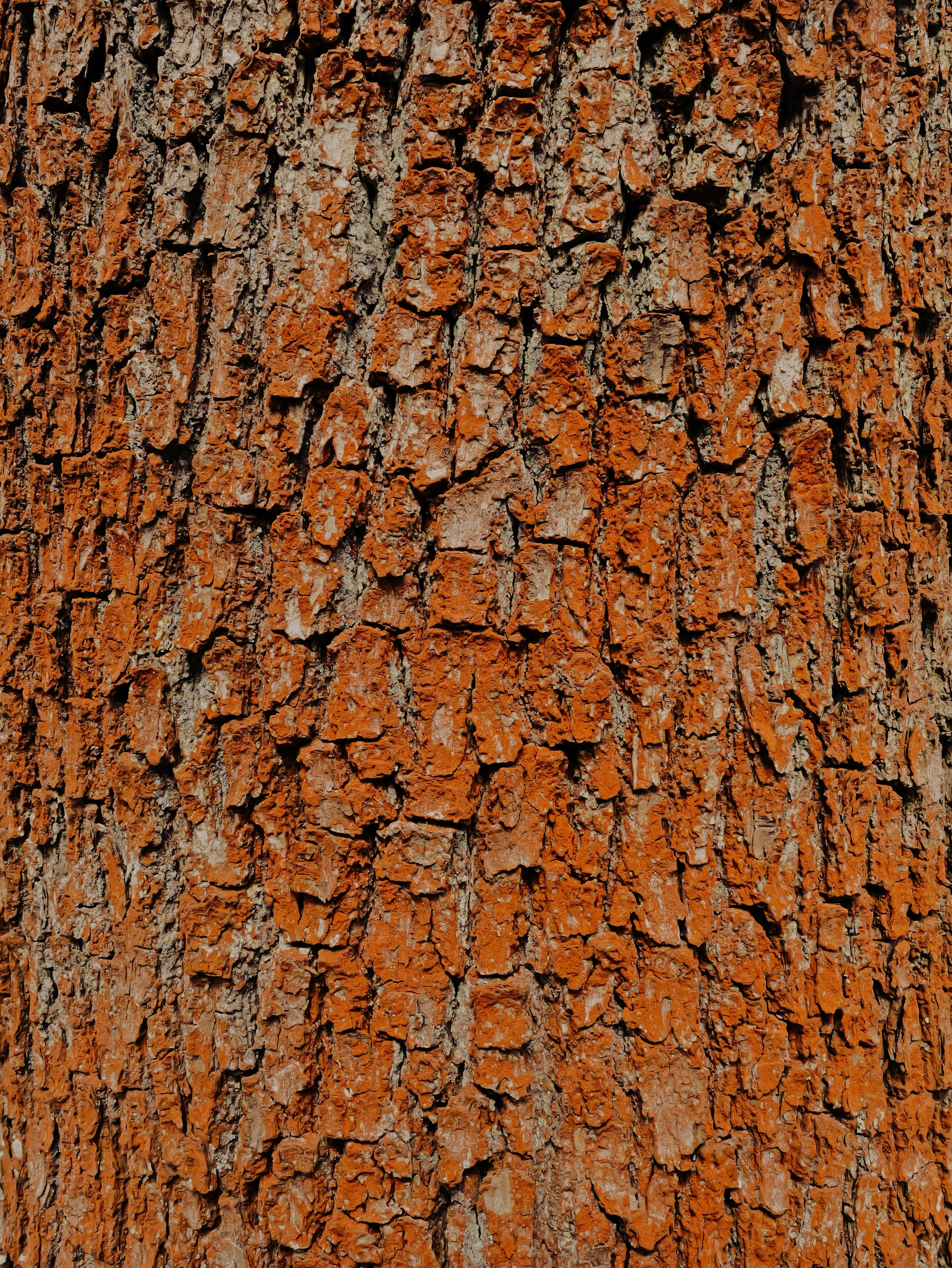 Close da casca rugosa e texturizada da árvore com tons marrom-avermelhados.