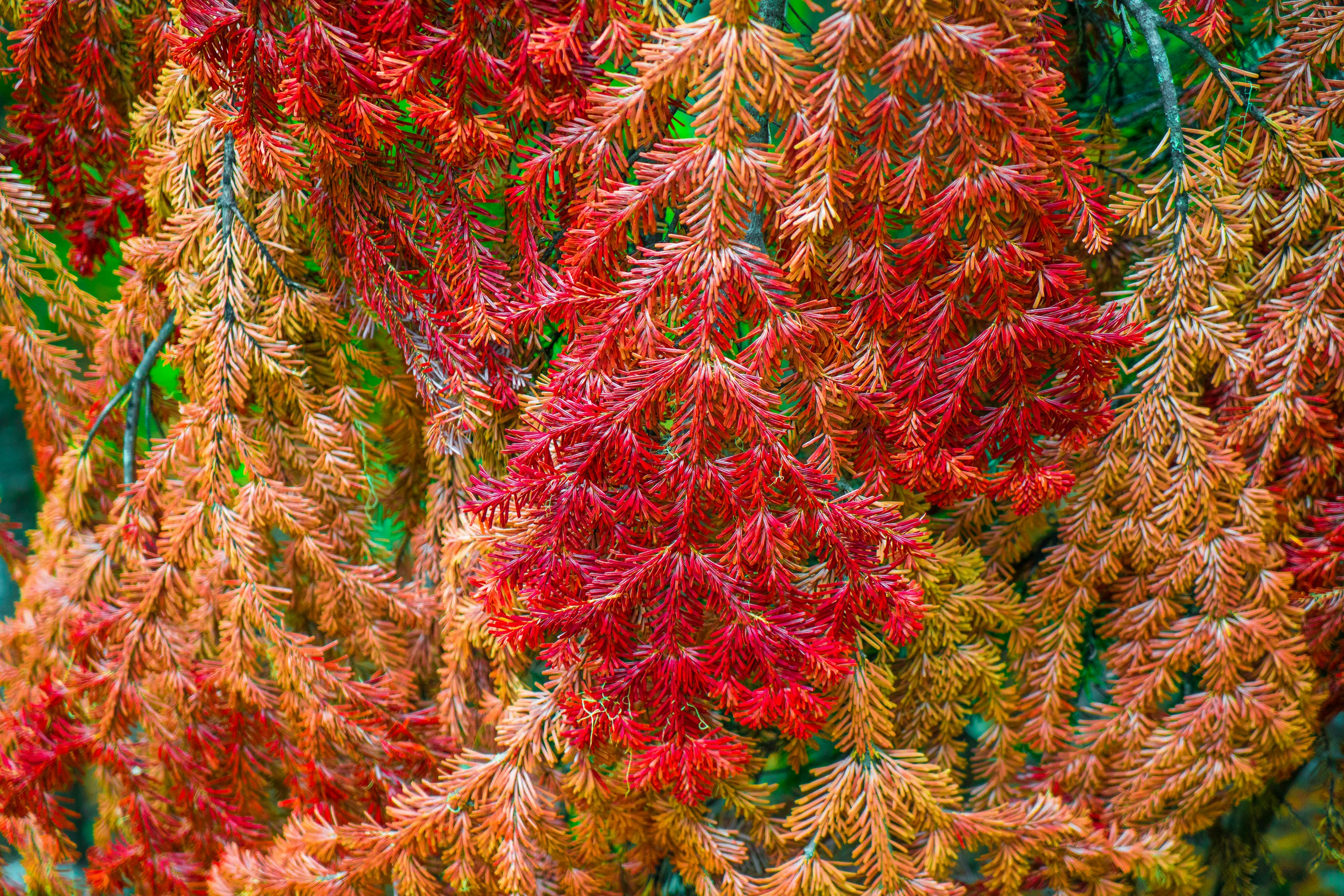 Primo piano delle piante muschiate rosse e arancioni vivaci.