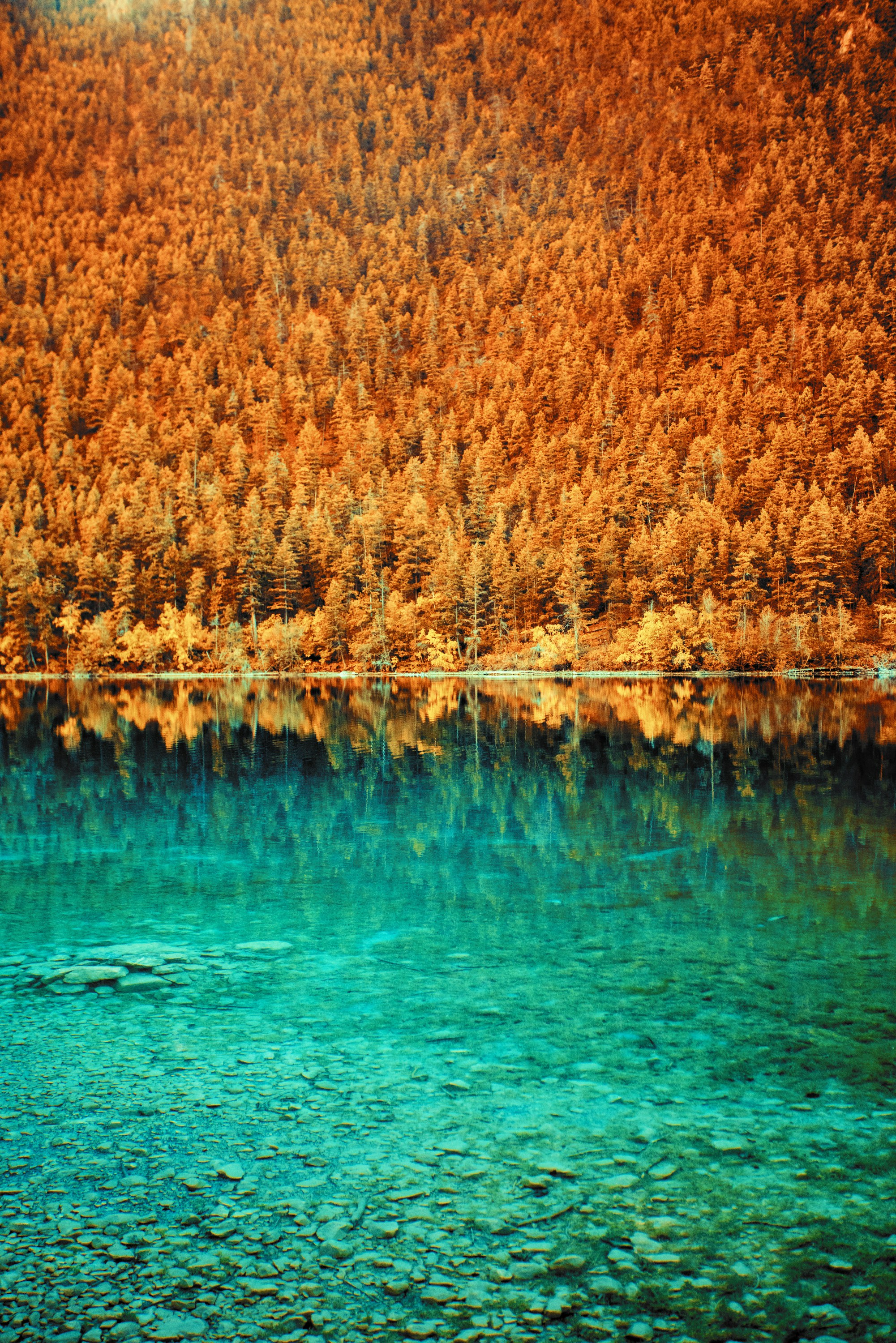 Foresta autunnale riflessa in un lago turchese limpido