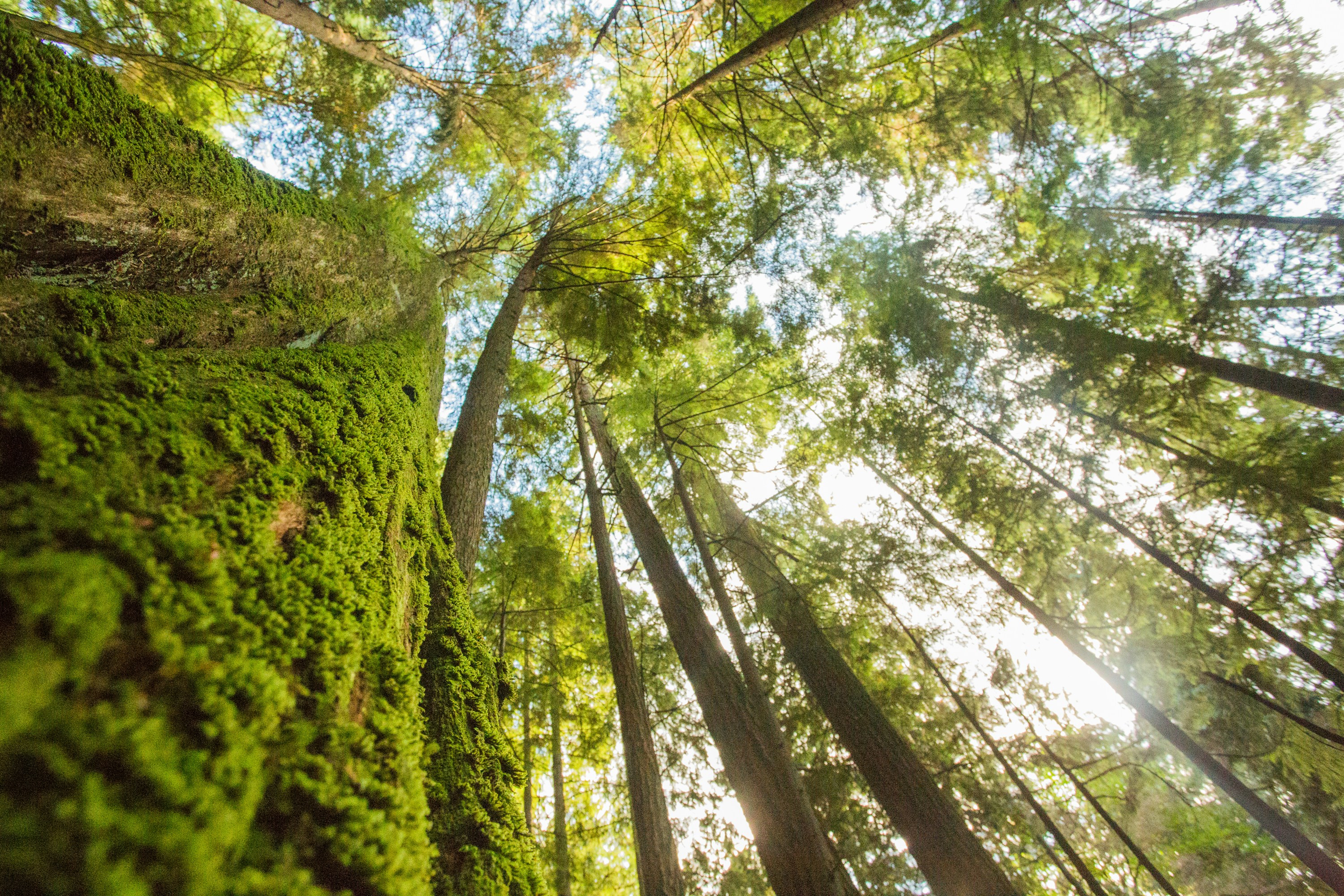 Guardando in alto attraverso alberi coperti di muschio in una foresta.