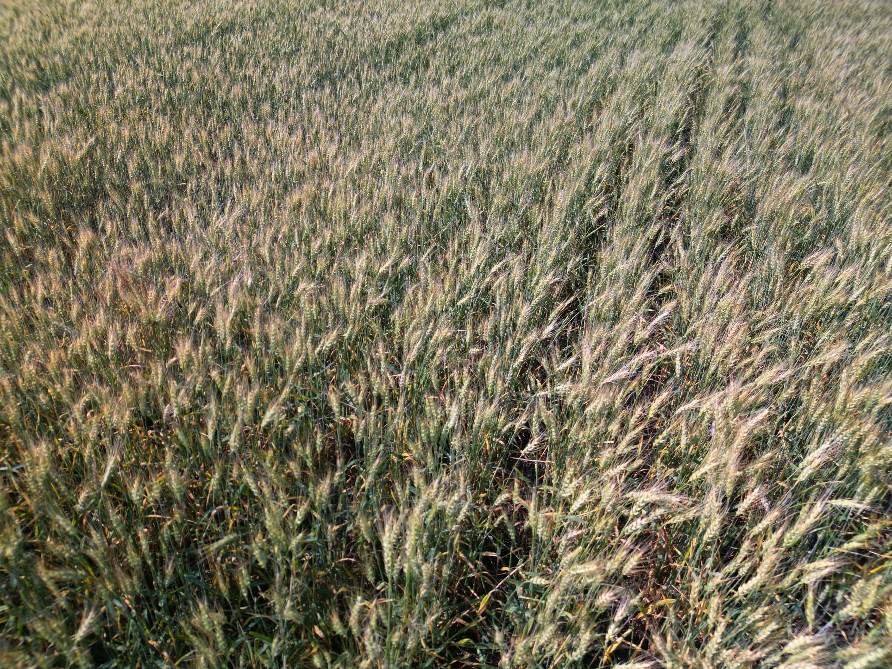 Campo di steli di grano verde che ondeggiano dolcemente