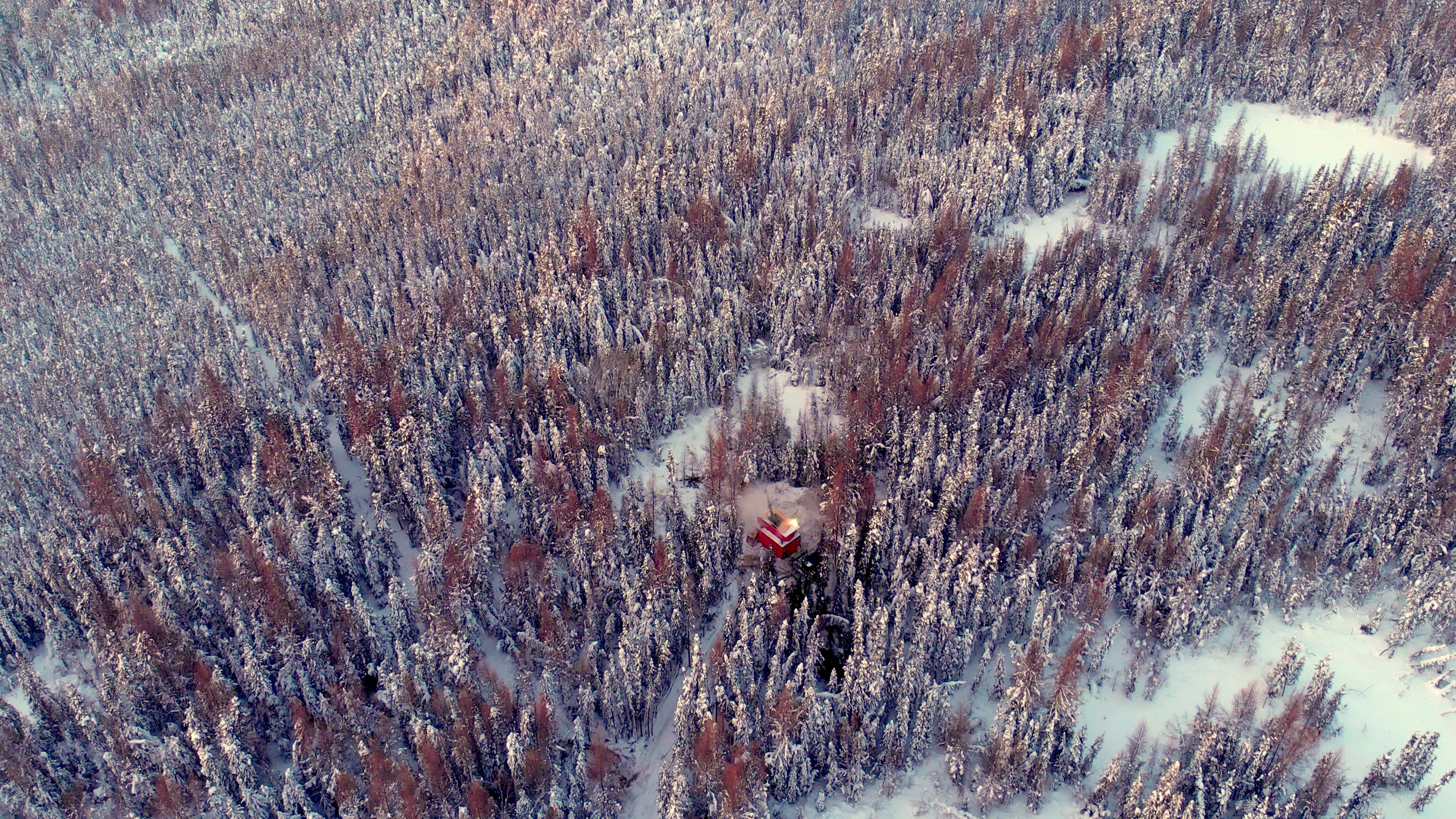 Foresta coperta di neve con una piccola baita visibile