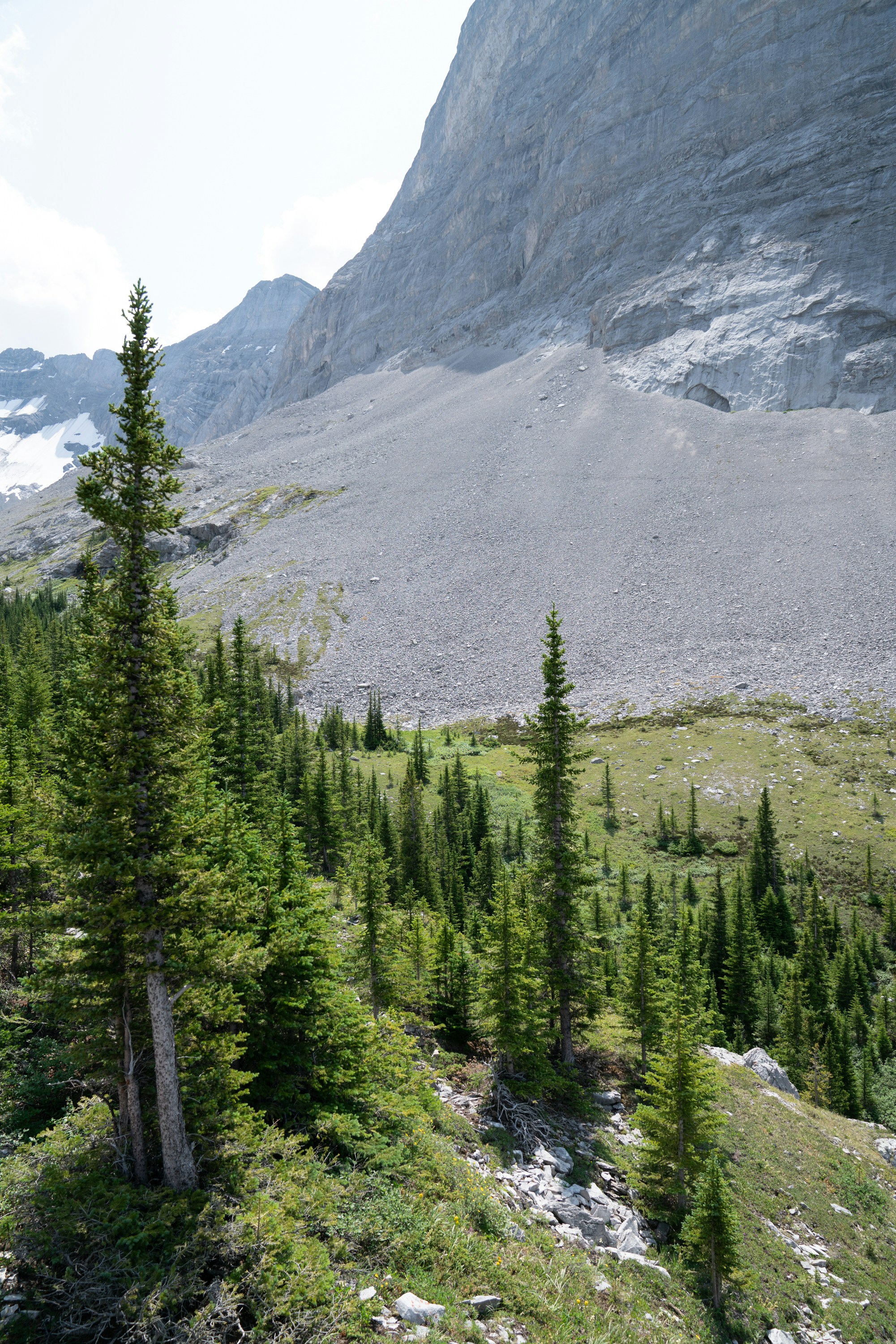 Alti alberi sempreverdi su un pendio erboso sotto una montagna.