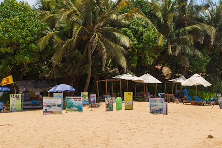 Beach with palm trees, umbrellas, and signs.