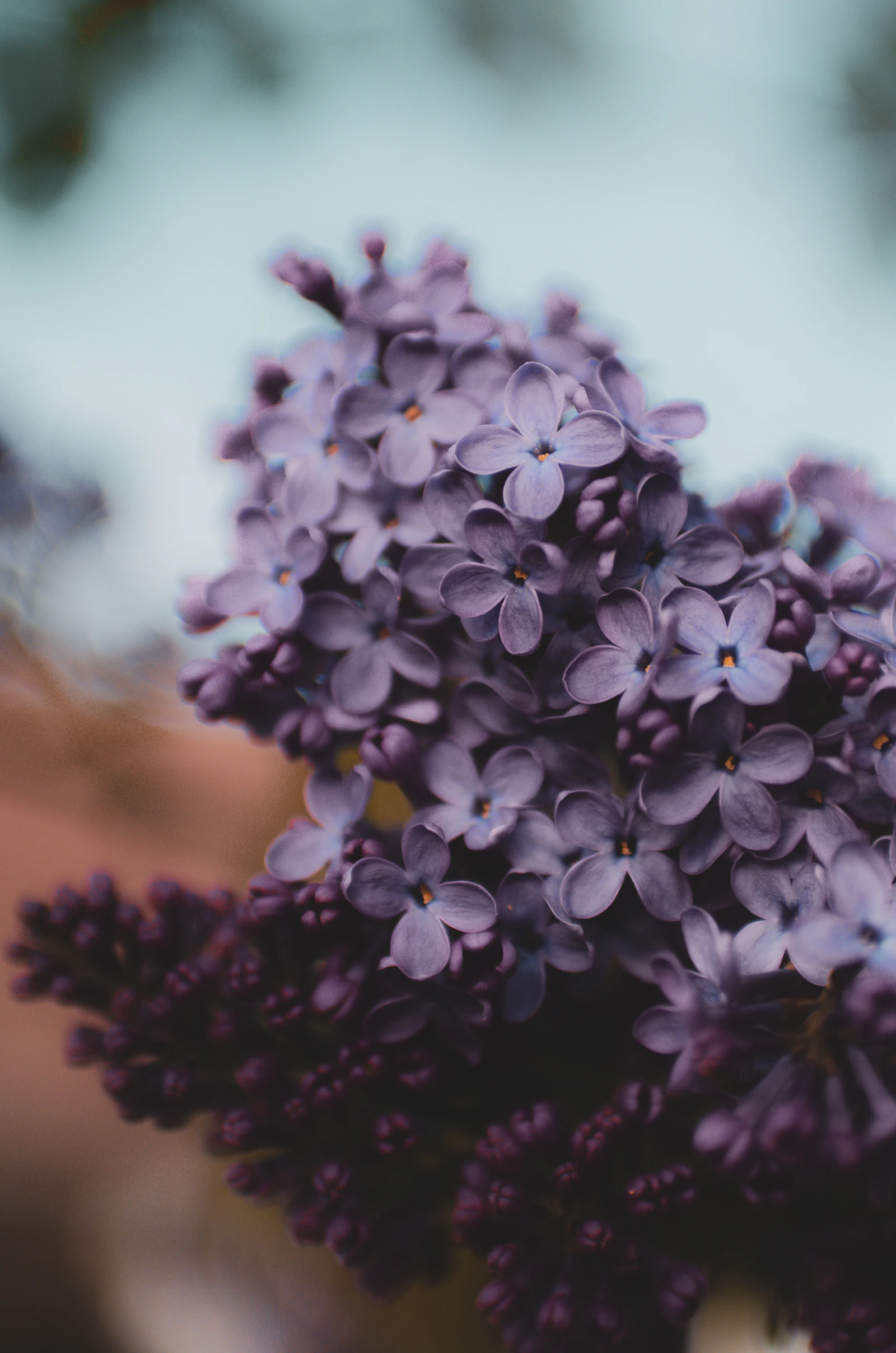 128th Rochester Lilac Festival Final Weekend Guide — Events | GetAwayRochester Blog