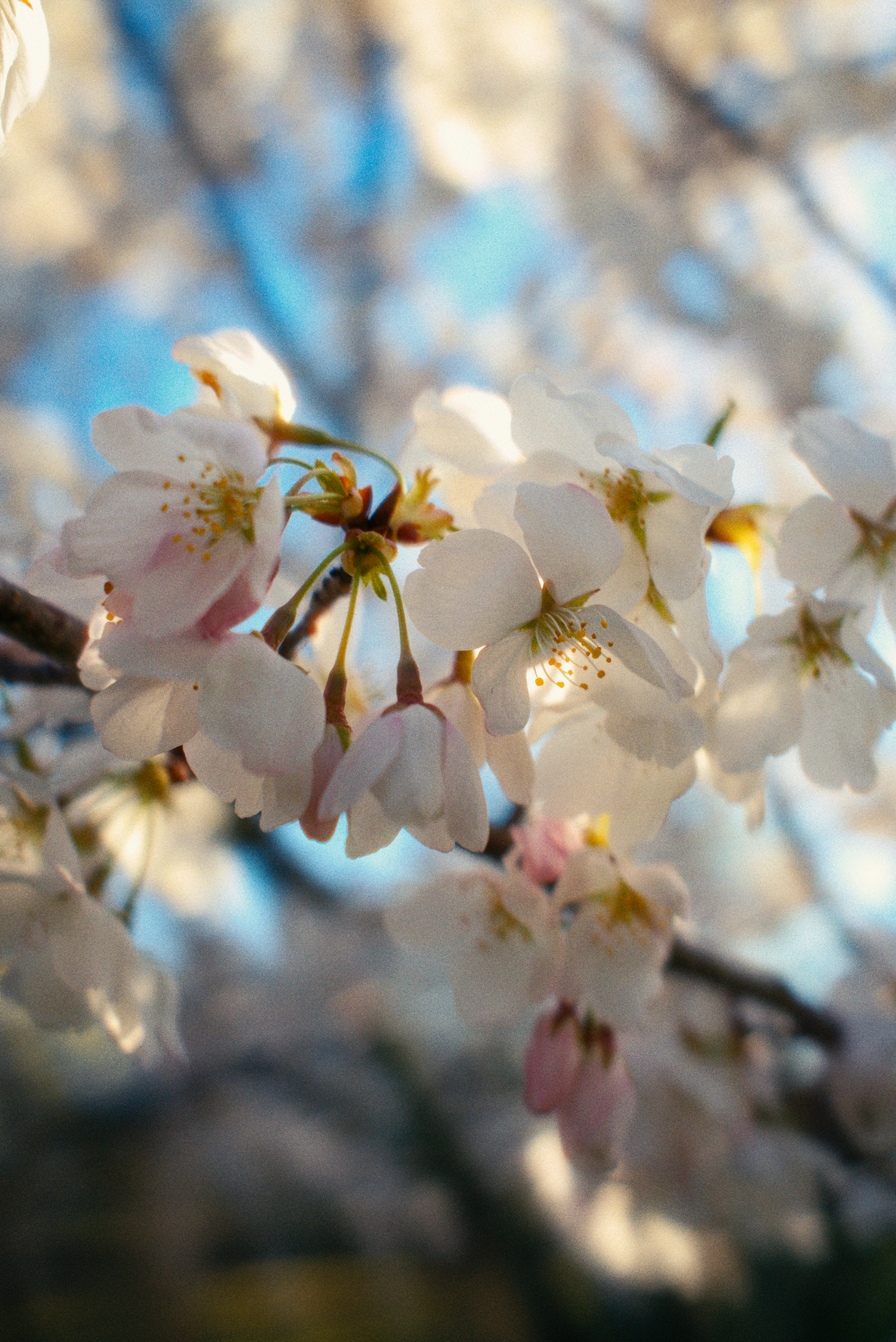 Close-up of delicate white cherry blossoms on a branch.