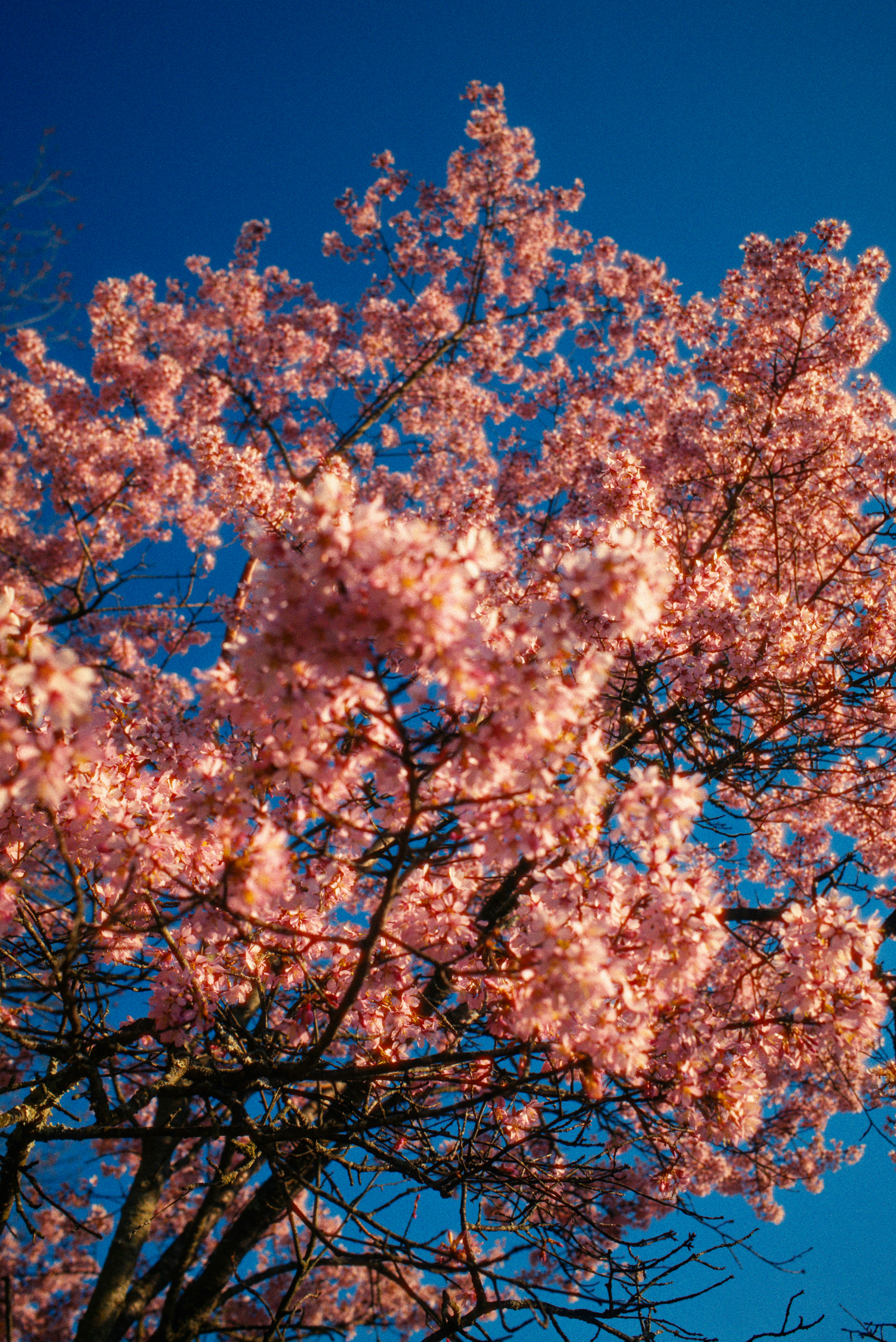 Pink cherry blossoms bloom against a clear blue sky