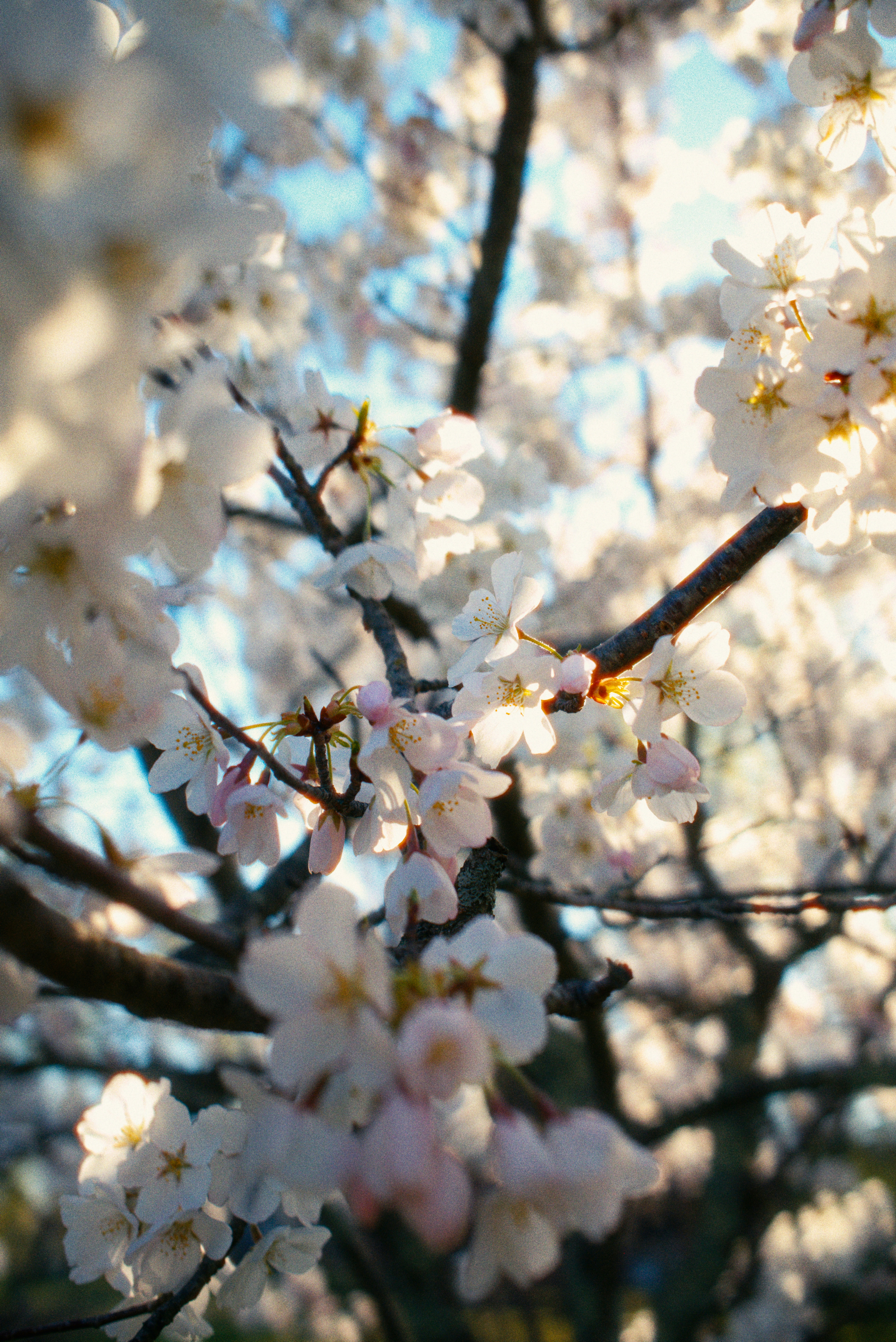 Close-up of delicate white cherry blossoms on a branch.