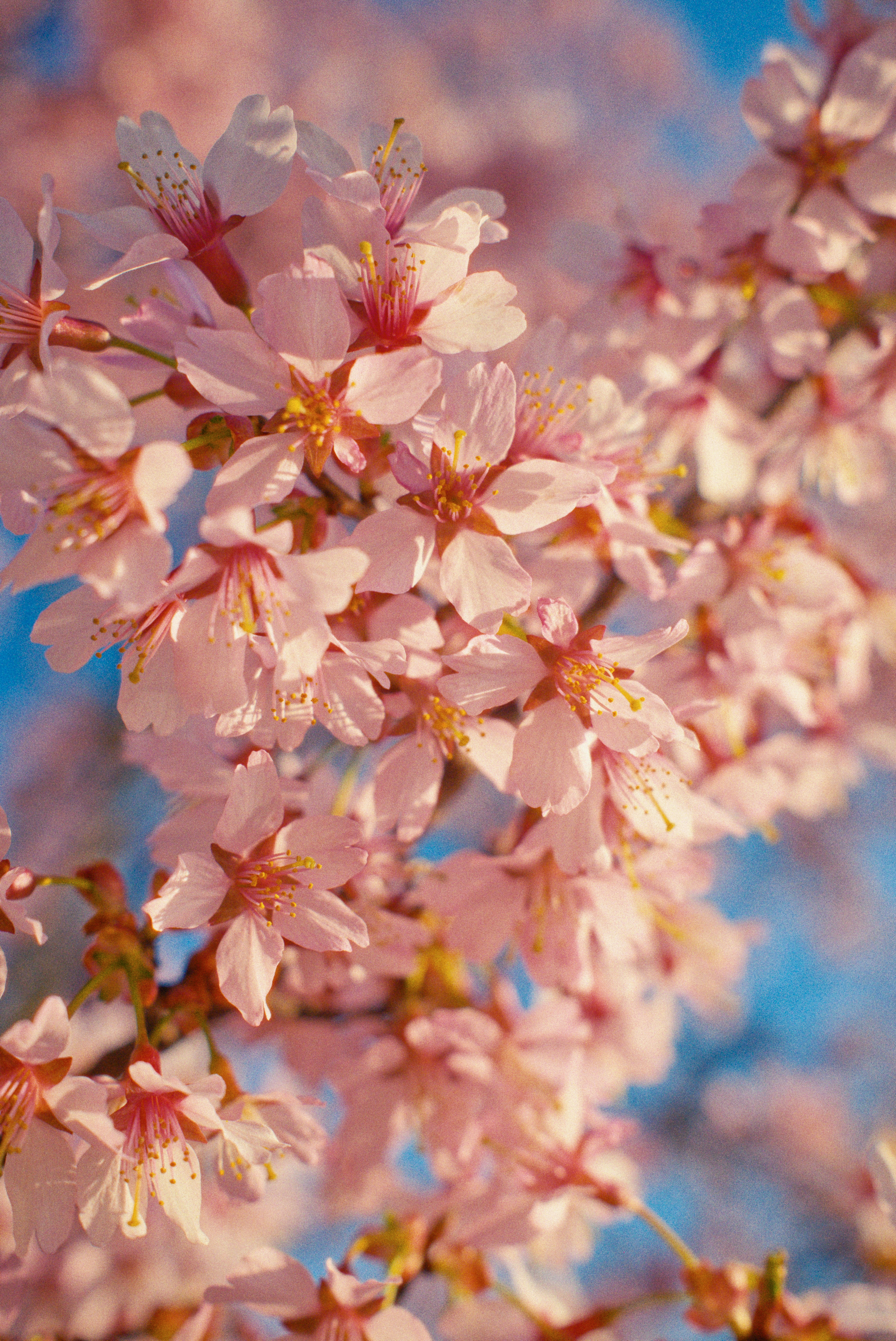 Close-up of delicate pink cherry blossoms against a blue sky.