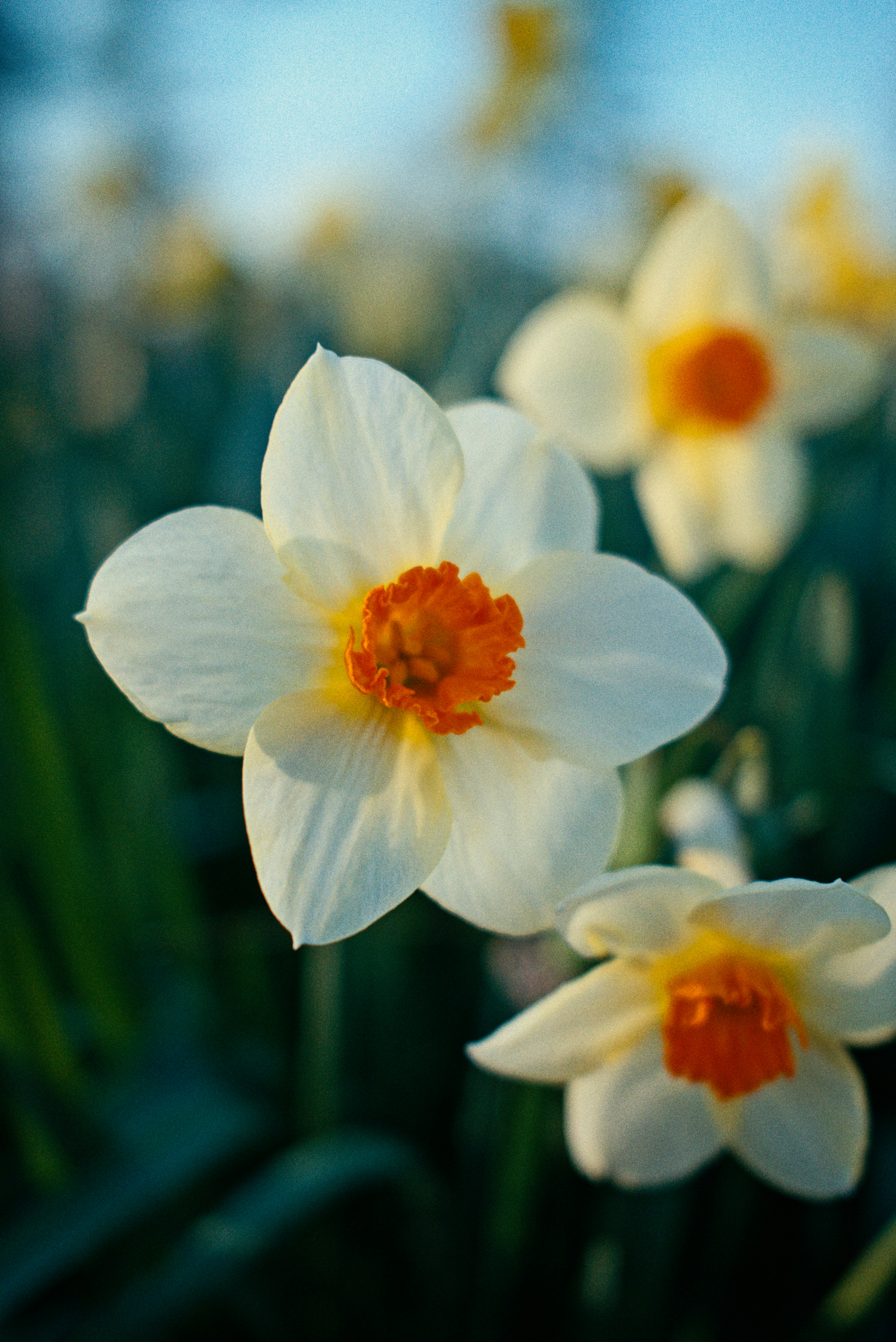 White daffodils with orange centers bloom in spring.