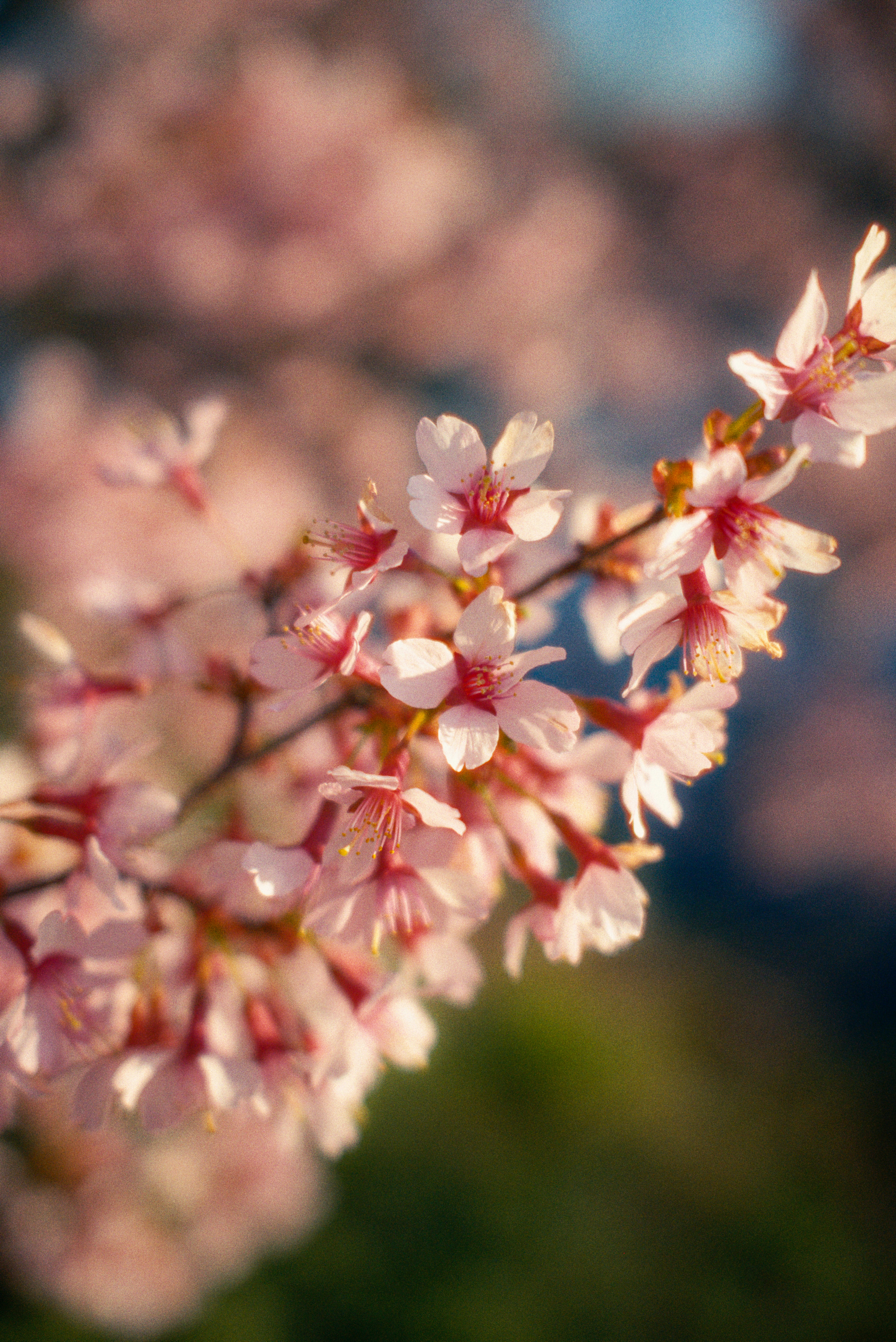 Delicate pink cherry blossoms bloom on a branch.